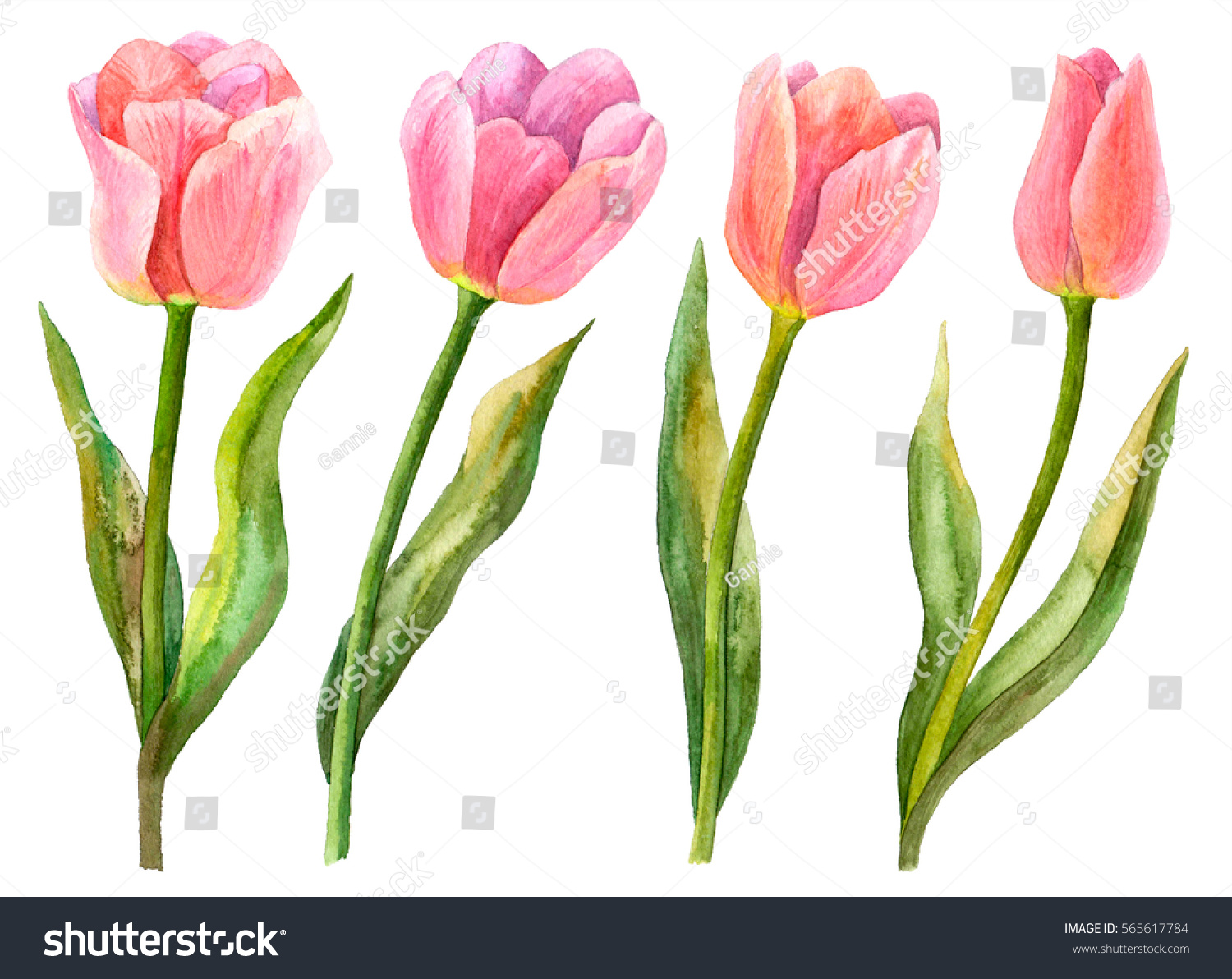 Watercolor Tulips Set Hand Drawn Illustration Stock Illustration ...