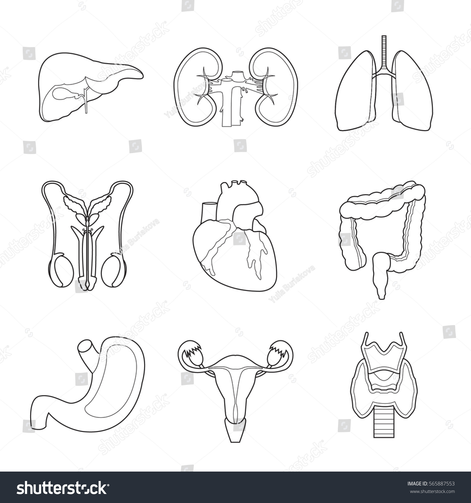 Set Simple Human Internal Organs Line Stock Vector (Royalty Free ...