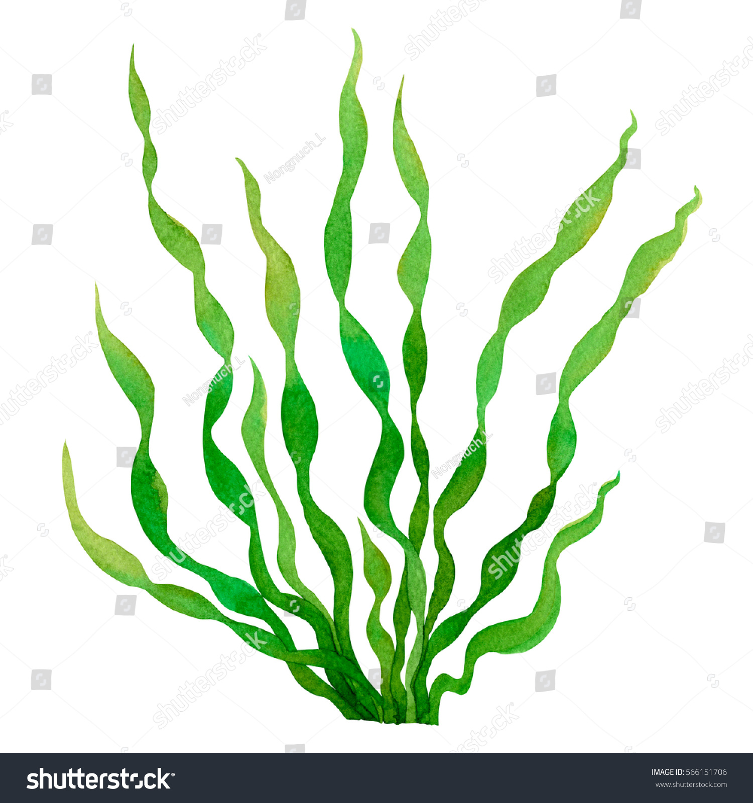 Green Seaweed Watercolor Hand Painted Element Stock Illustration ...