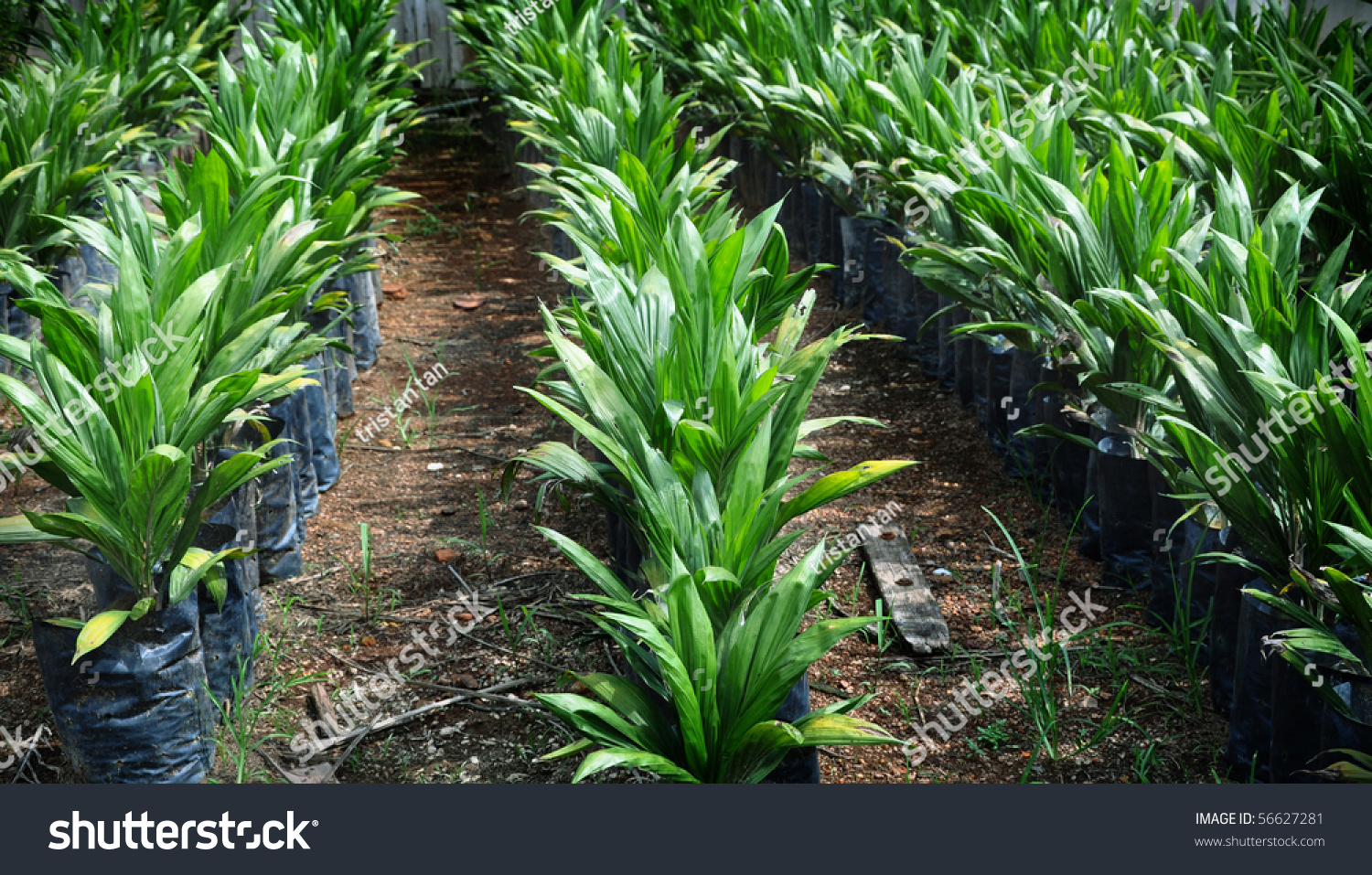 Crude Palm Oil Plant Malaysia Stock Photo 56627281 | Shutterstock