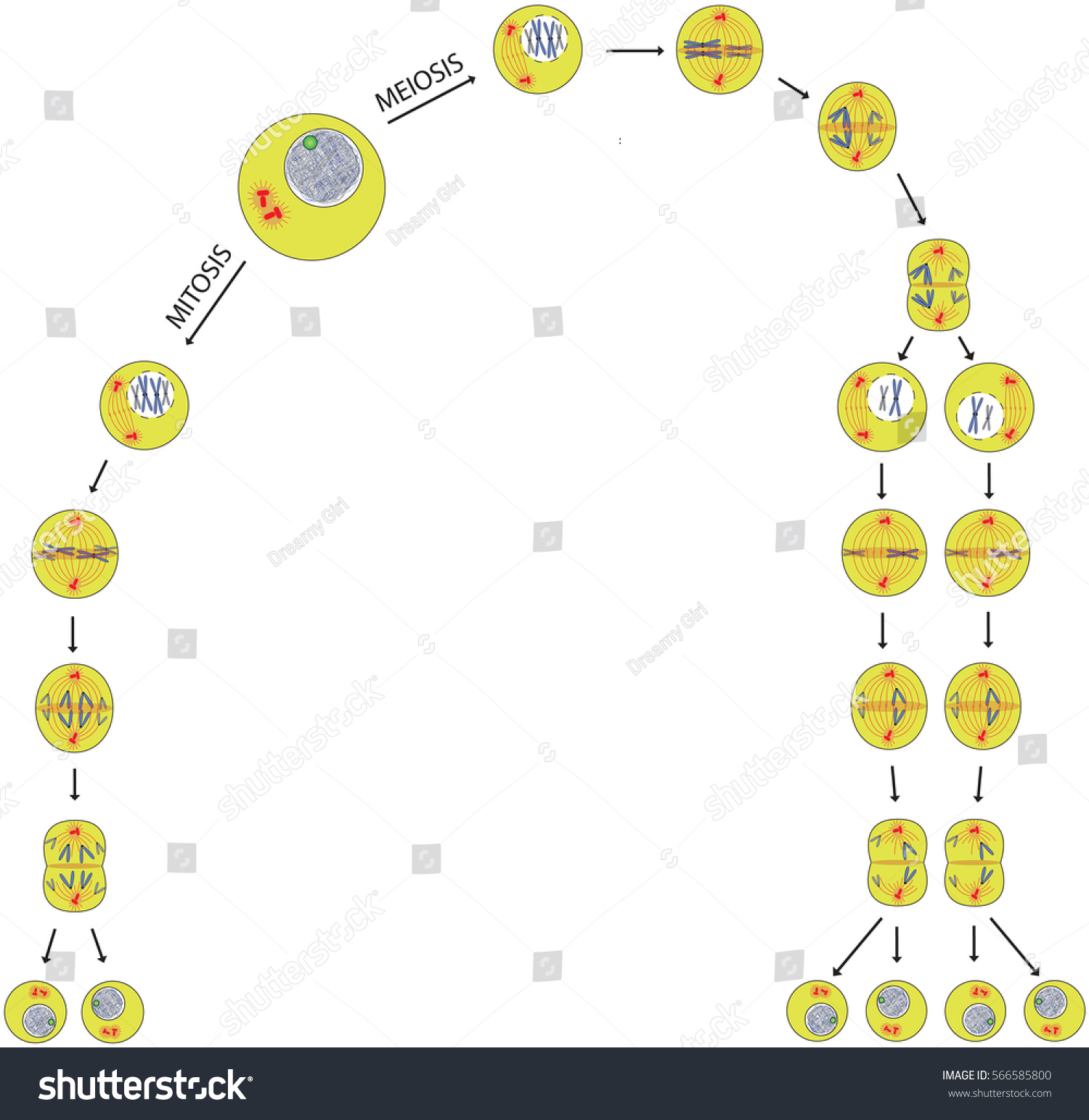 Mitosis Meiosis Comparison Phases Scheme Stock Vector (Royalty Free ...