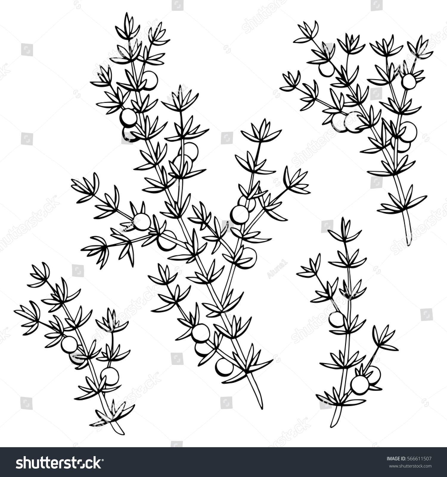 Juniper Graphic Black White Isolated Sketch Stock Vector (Royalty Free ...