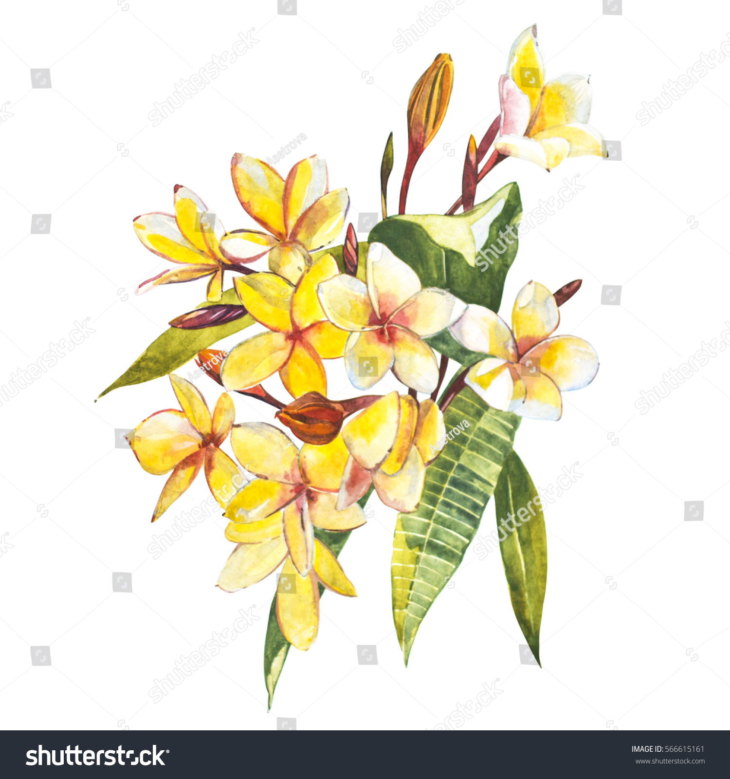 Plumeria Isolated On White Background Tropical Stock Illustration 