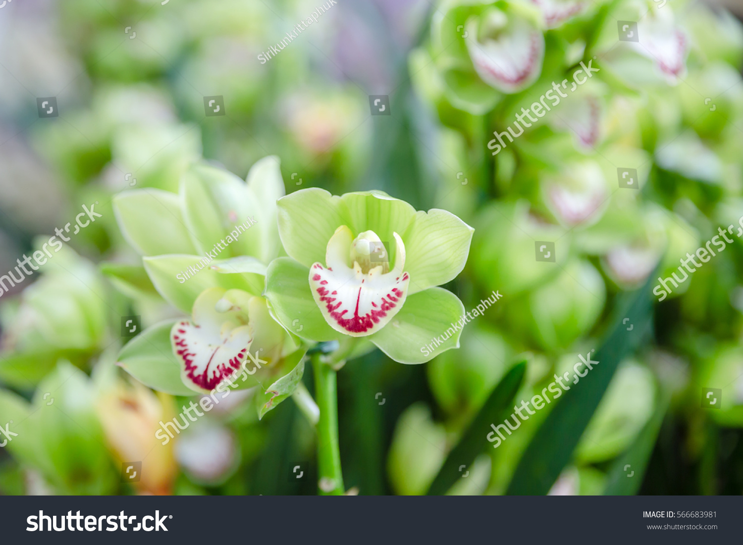 Орхидея салатовая описание сорта