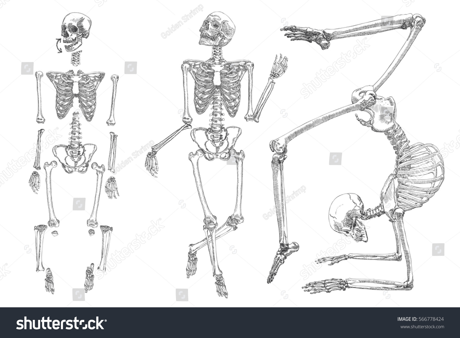 Скелет человека в трех проекциях