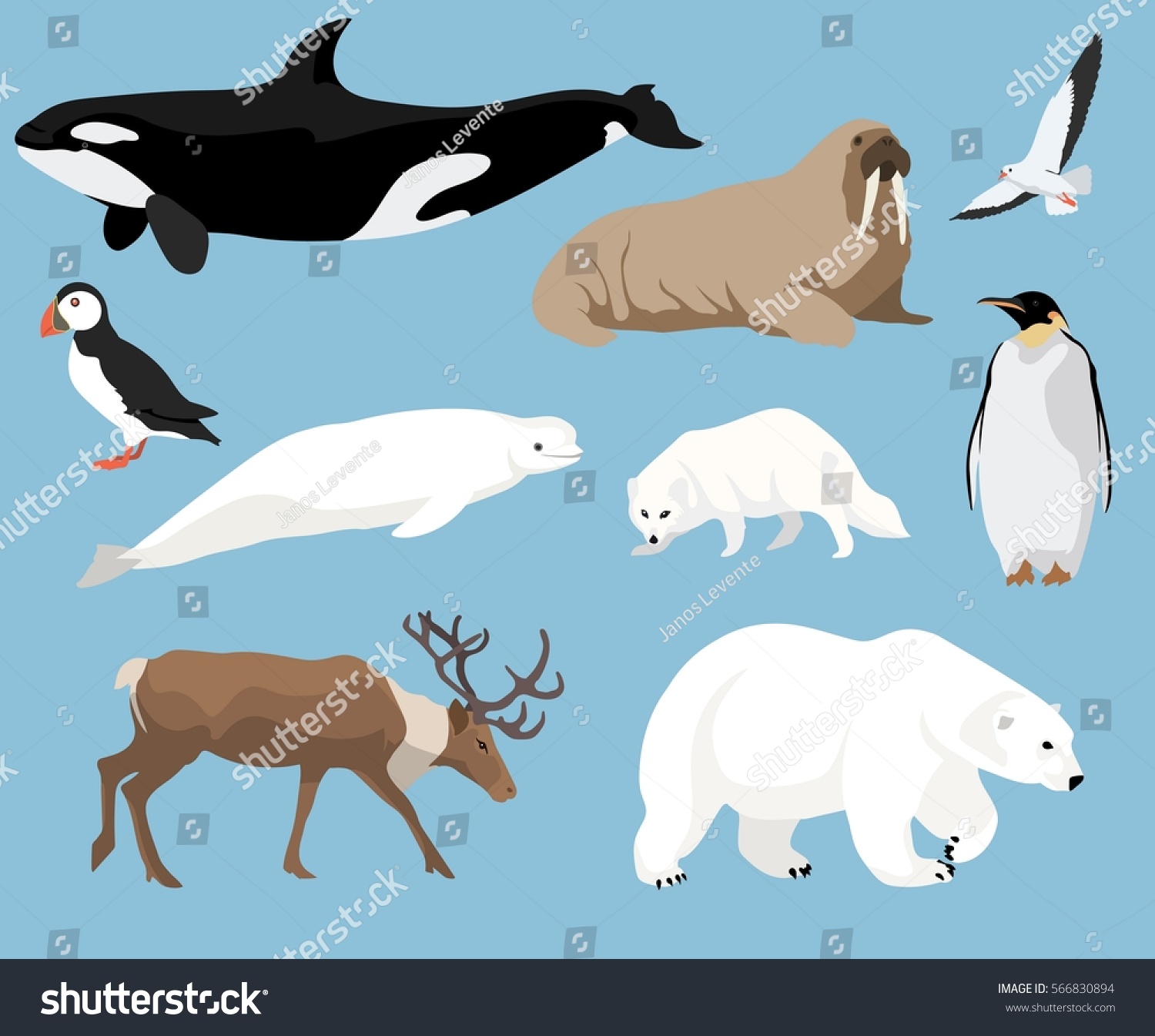 Set Arctic Animals Illustration Flat Style Stock Vector (royalty Free 