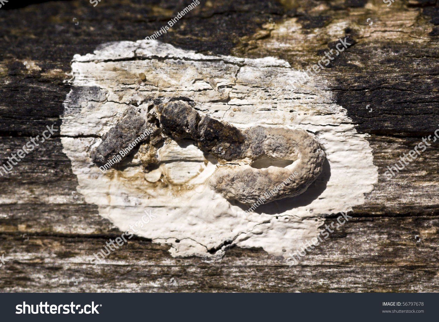 excrements of birds dropping on ones clothes