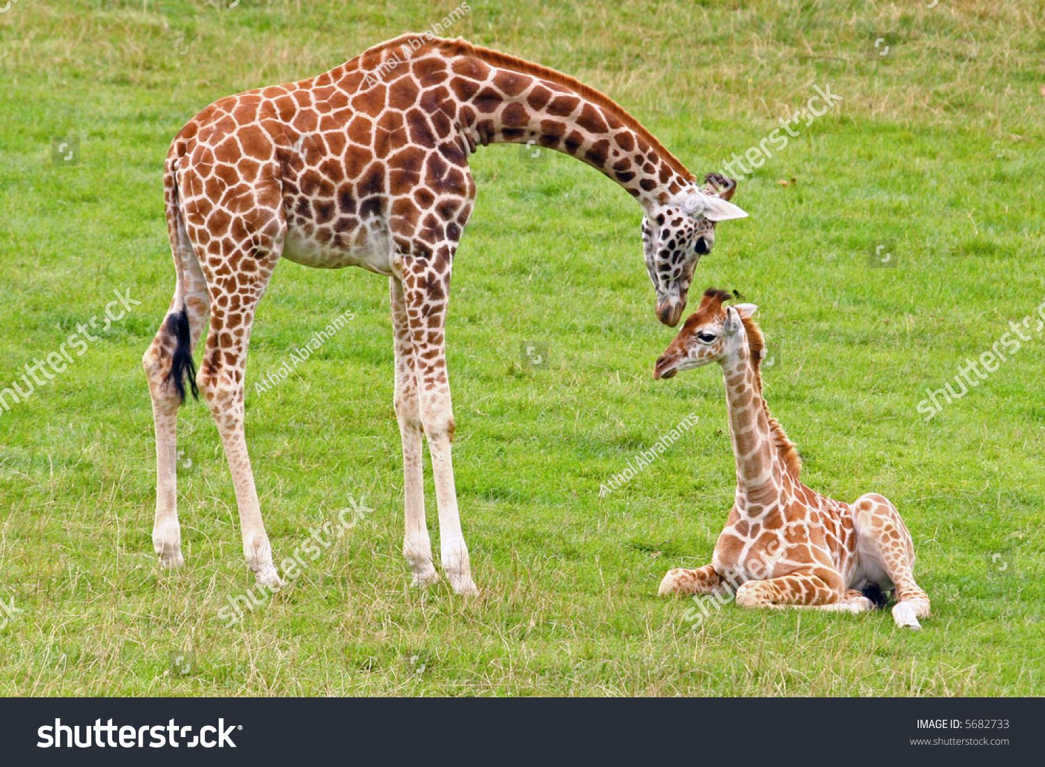 Сколько всего детенышей жирафа родилось за два. Жираф жирафиха Жирафенок. Жираф с детенышем. Детеныш жирафа. Маленькие Жирафы.