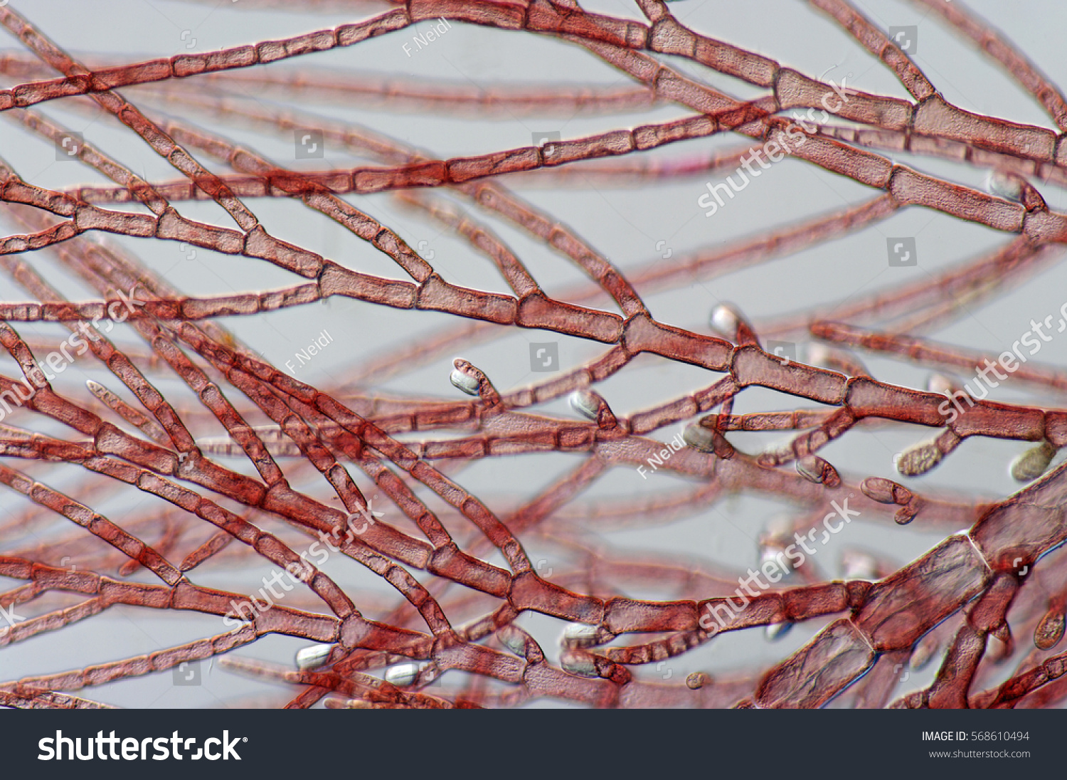 Водоросли Rhodophyta под микроскопом