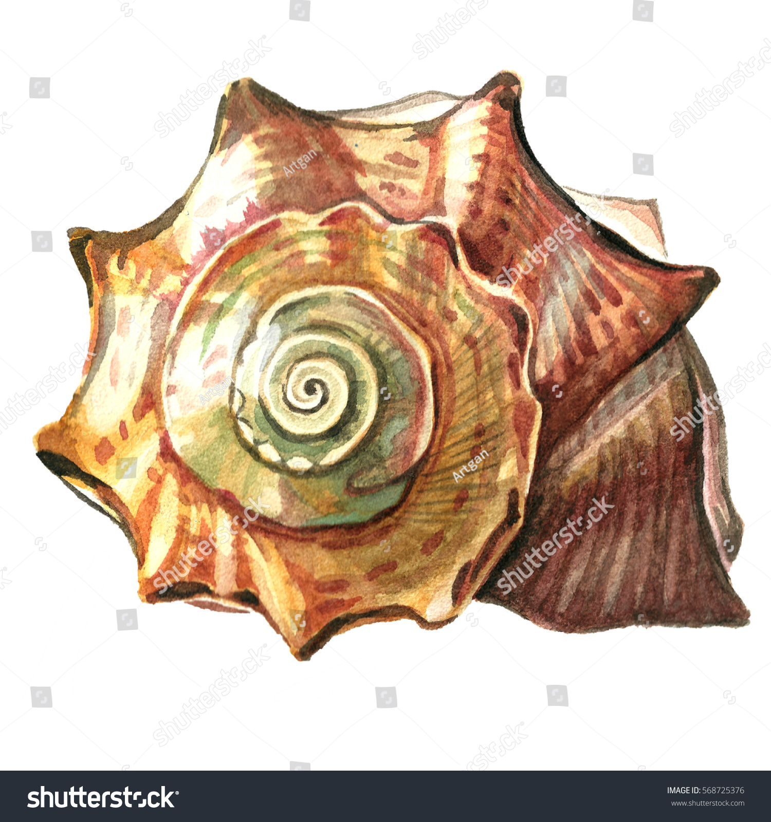 conch shell paintings