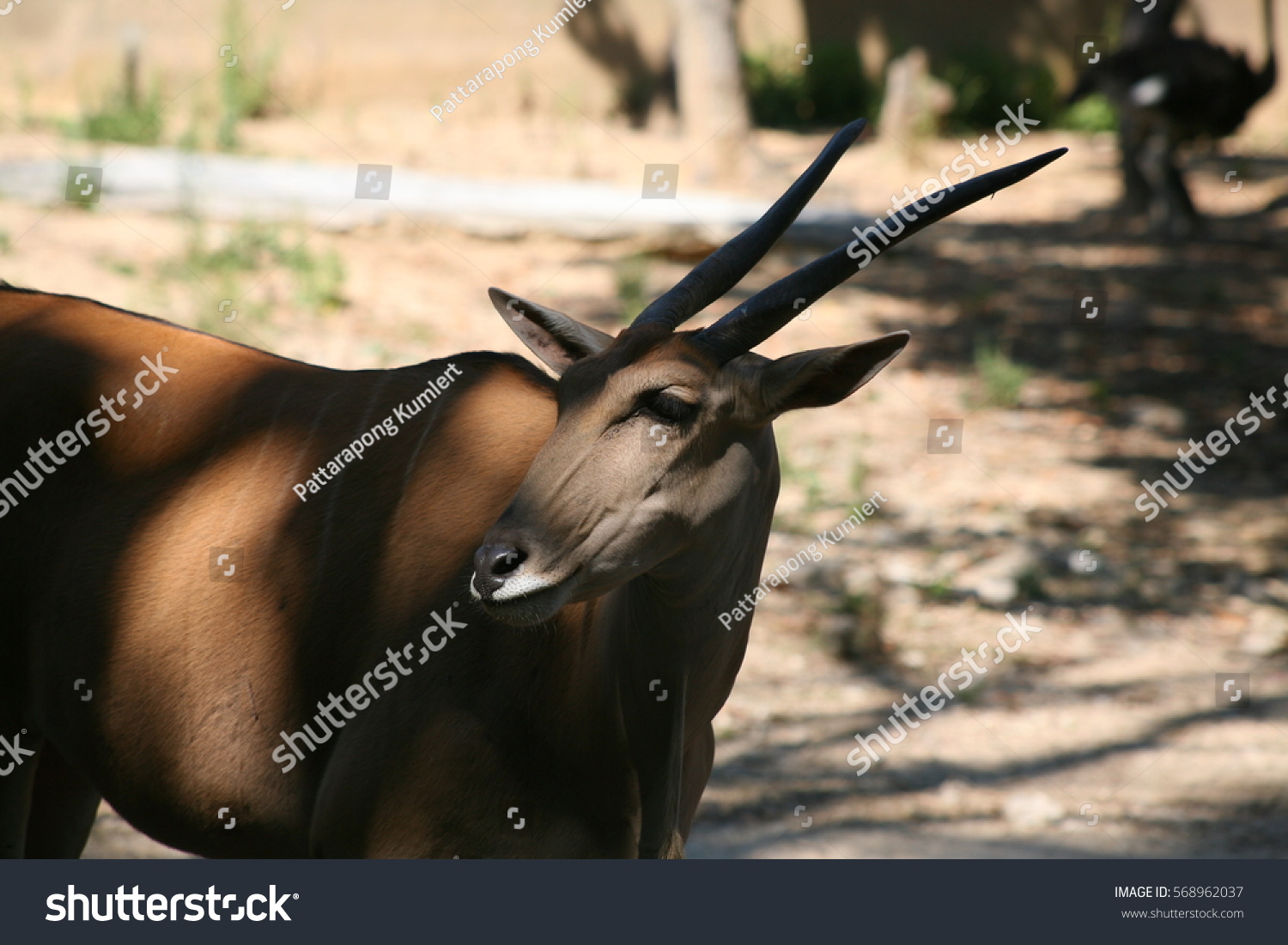 Oryx Deer African Animal Stock Photo 568962037 | Shutterstock