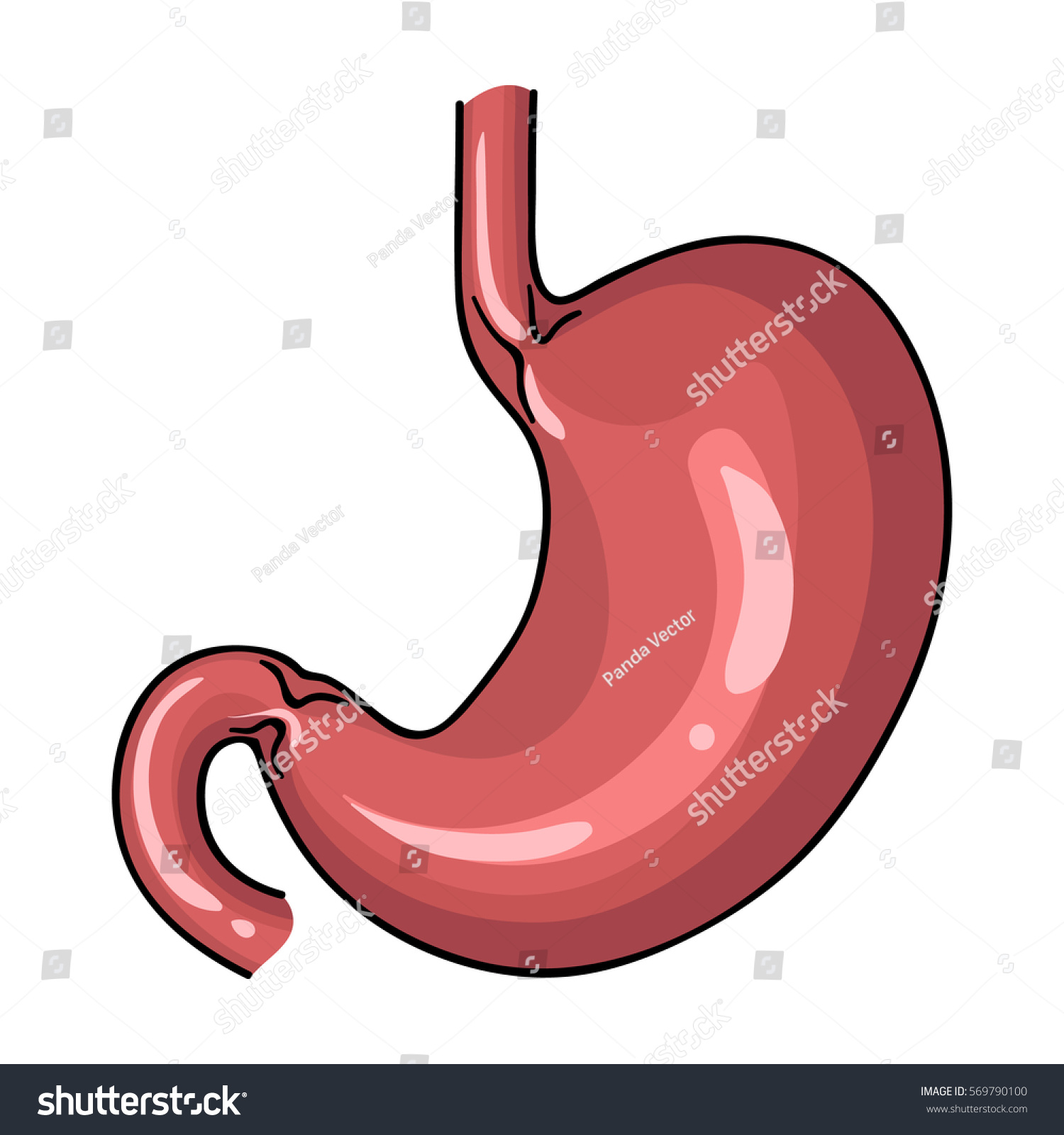 cartoon stomach organ