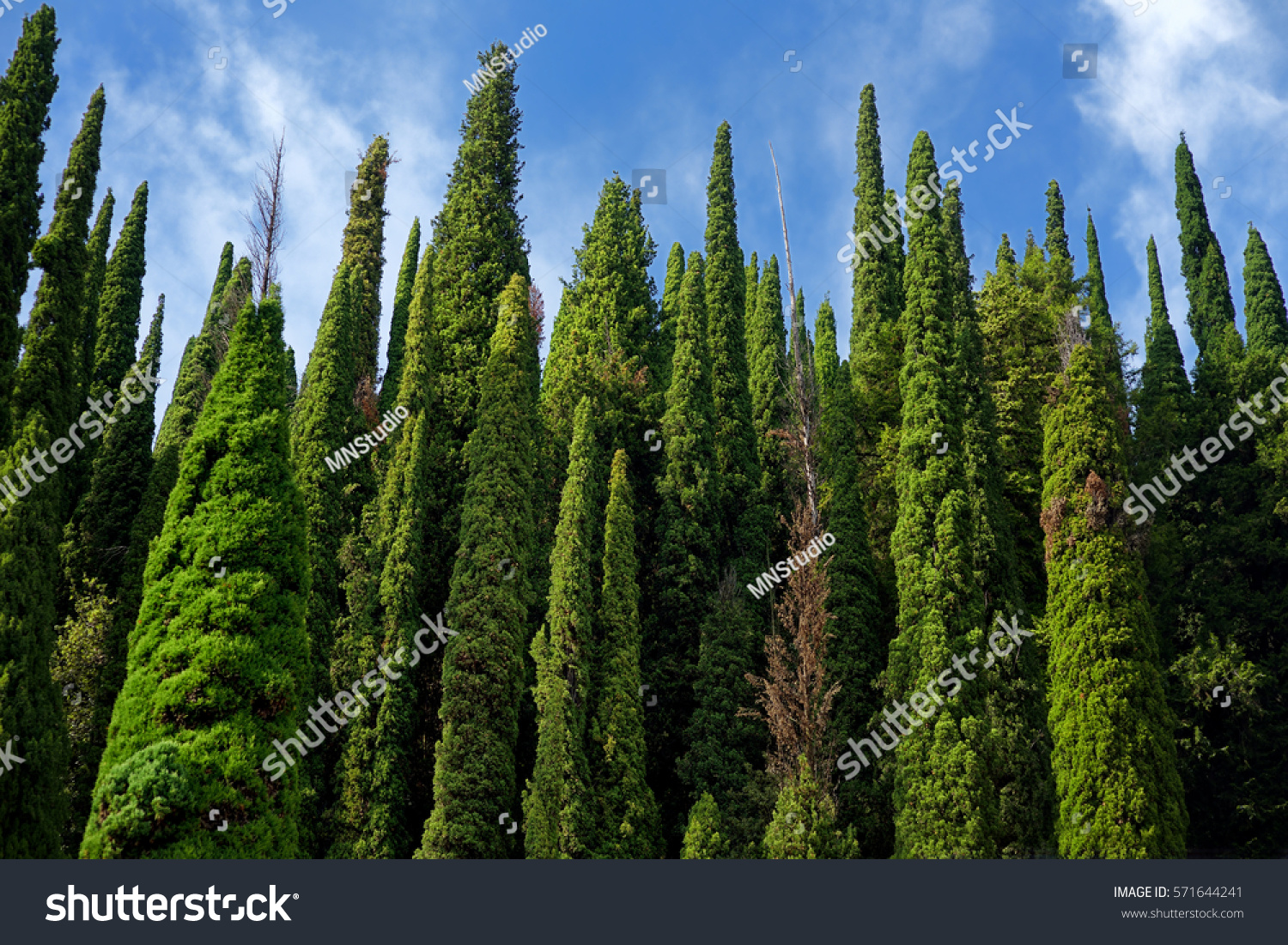 Beautiful Tall Cypress Tree Wall Blue Stock Photo 571644241 | Shutterstock