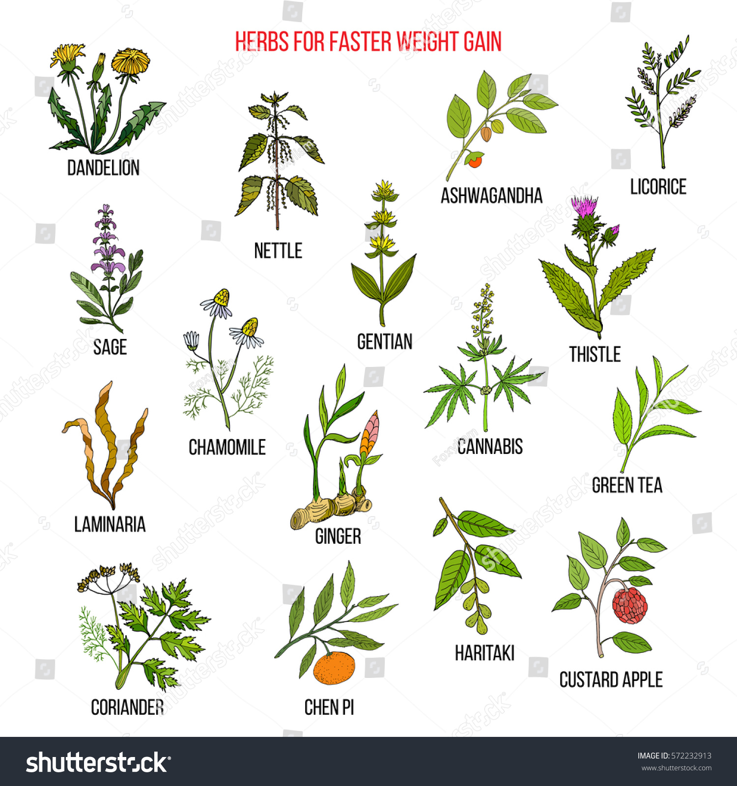 Best Herbs Faster Weight Gain Hand Stock Vector (Royalty Free ...