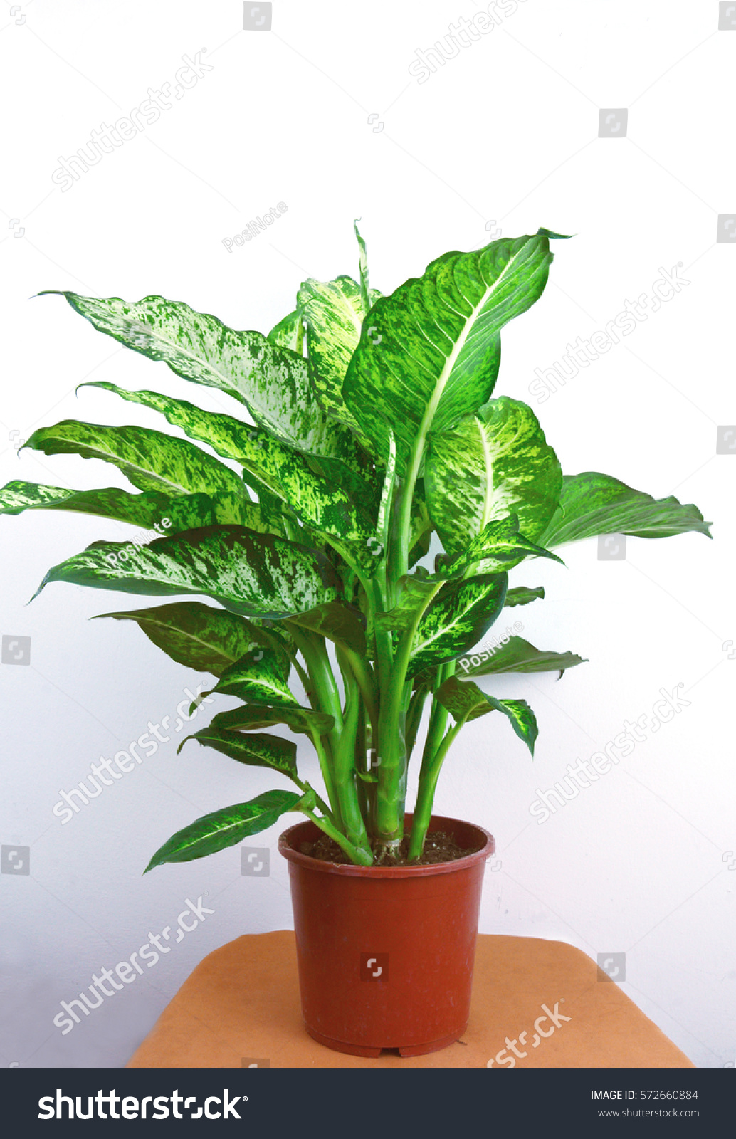 Stock Photo Chinese Evergreen Is Houseplants For Improving Indoor Air Quality Chinese Evergreen In Pot With 572660884 