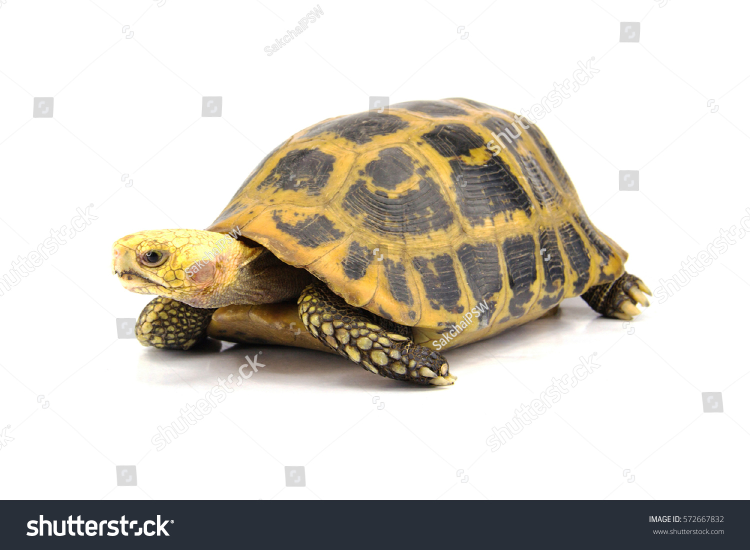 Turtle Isolated On White Background Stock Photo 572667832 | Shutterstock