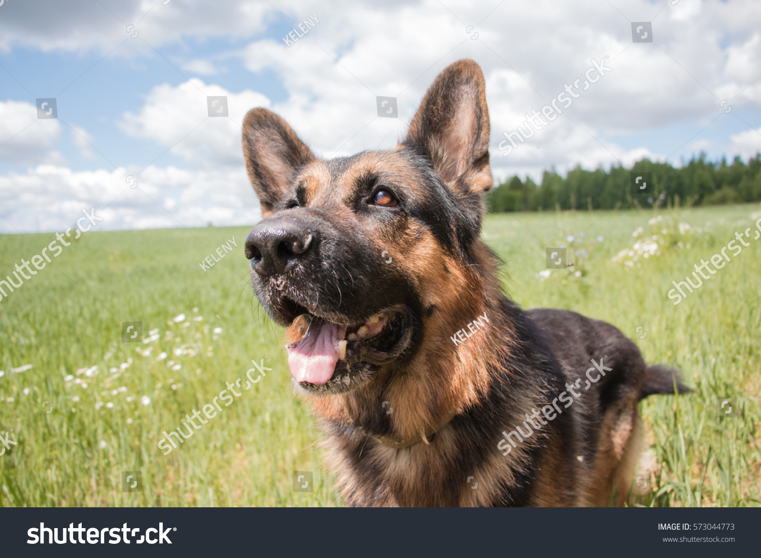 can german shepherds live outside in summer