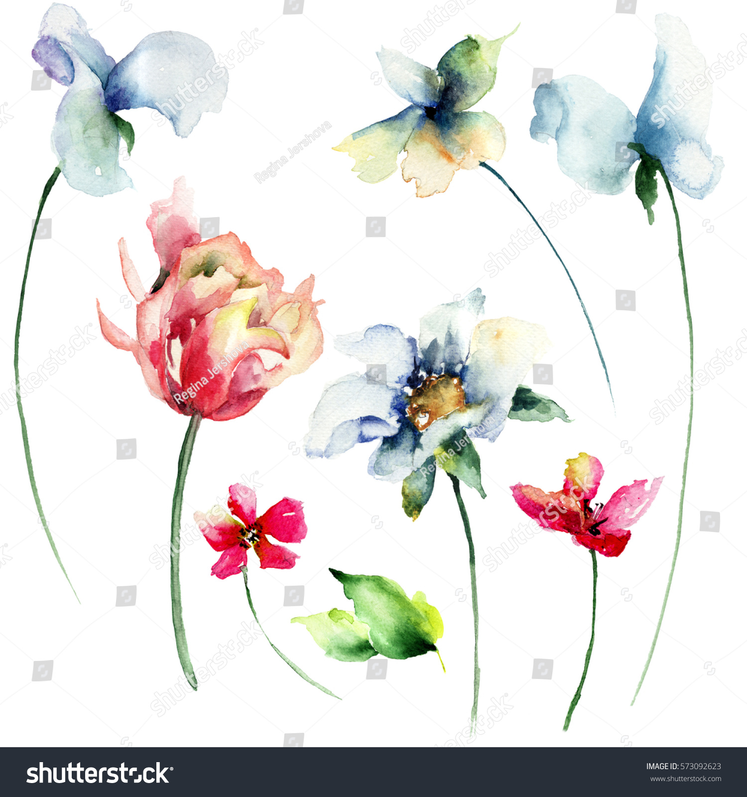 Set Wild Flowers Watercolor Illustration Stock Illustration 573092623 ...