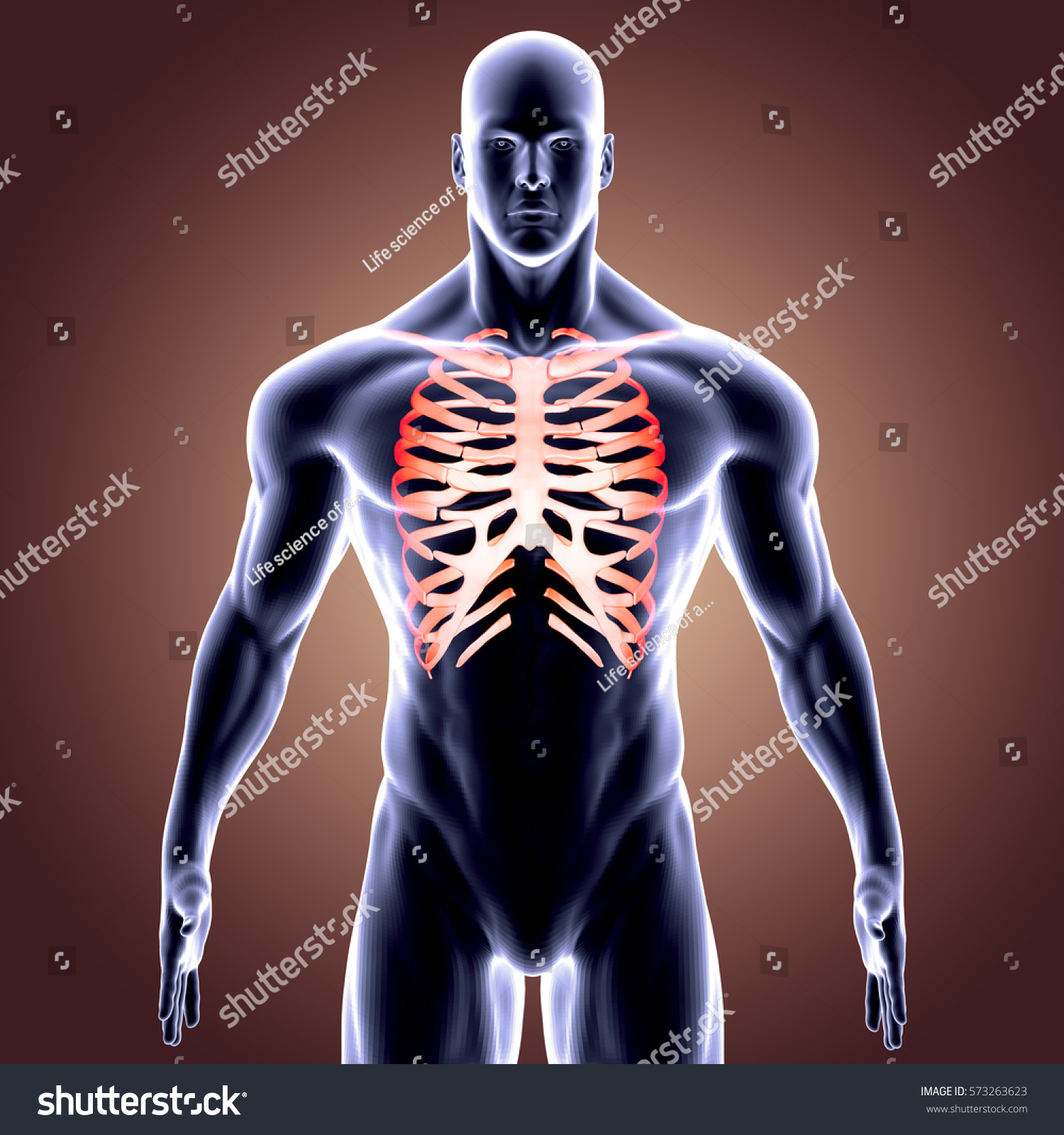 Thoracic Skeleton Lateral View 3d Illustration Stock Illustration ...