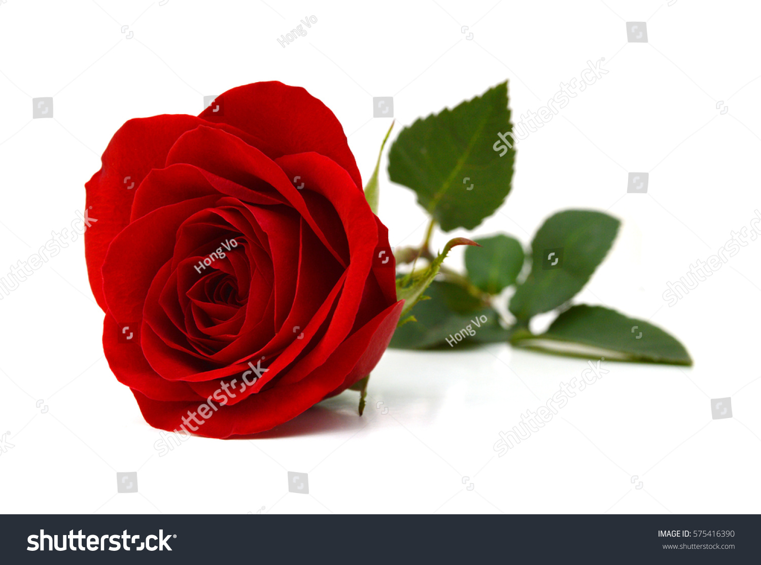 4355319 Imágenes De Rosa Roja Fondo Blanco Imágenes Fotos Y Vectores De Stock Shutterstock 6821