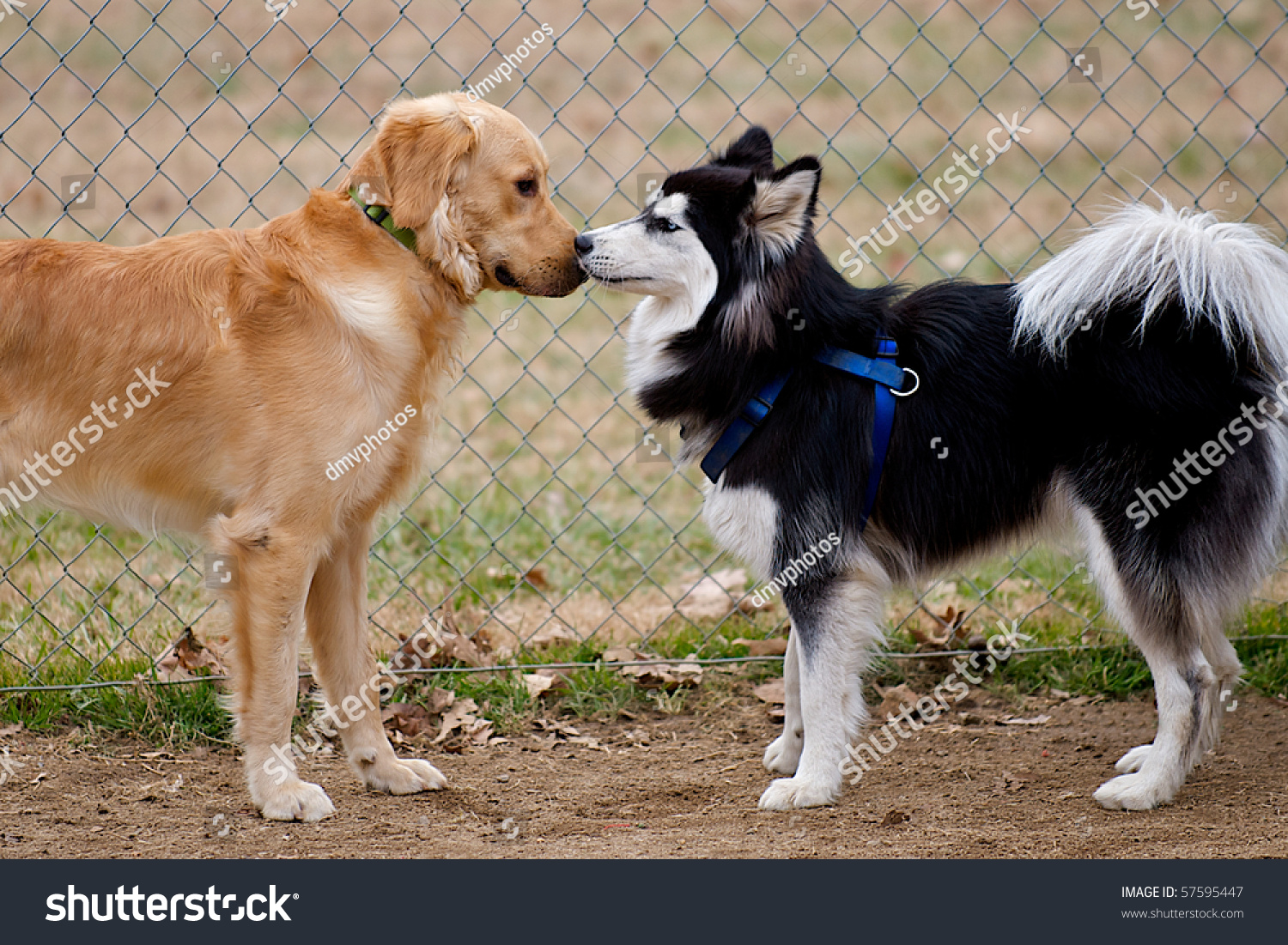 Встречаются две собаки. Золотистый ретривер и хаски. Золотистый ретривер и лайка. Голден догс собака. Собаки знакомятся.