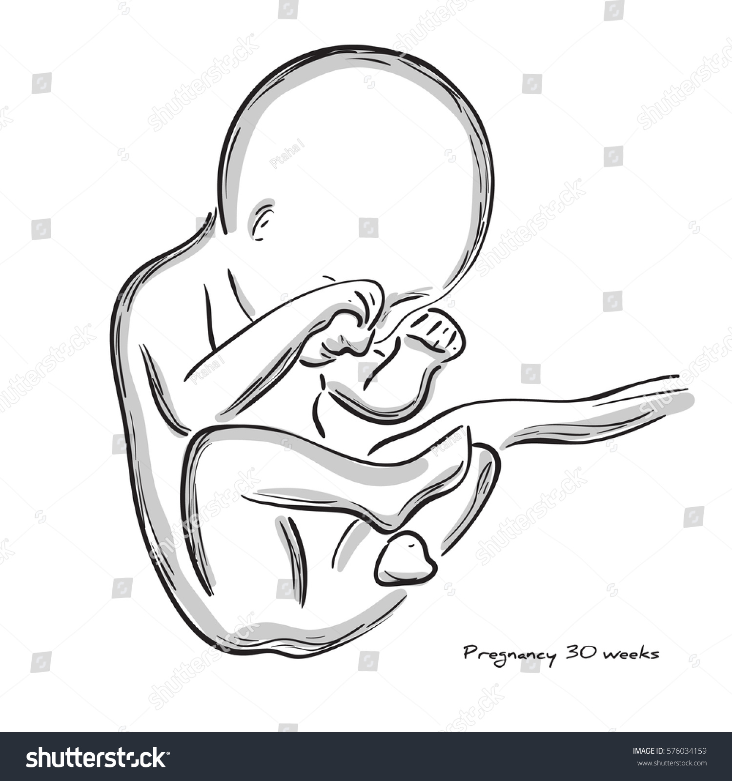 30 Weeks Pregnancy Human Fetus Fetal 스톡 벡터 로열티 프리 576034159 Shutterstock