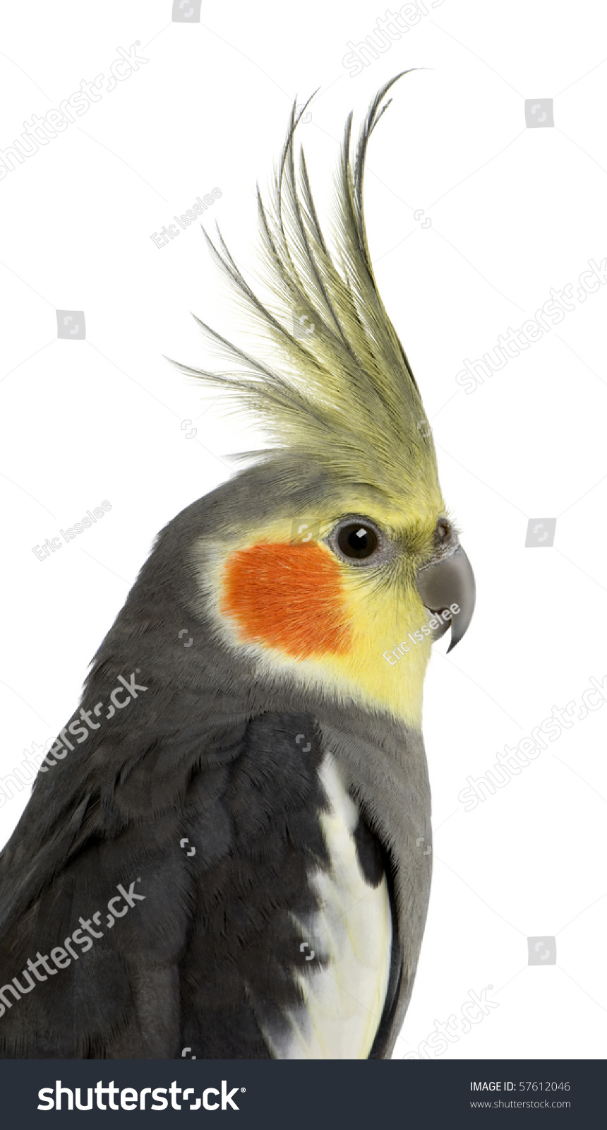 Cockatiel Nymphicus Hollandicus Front White Background Stock Photo ...