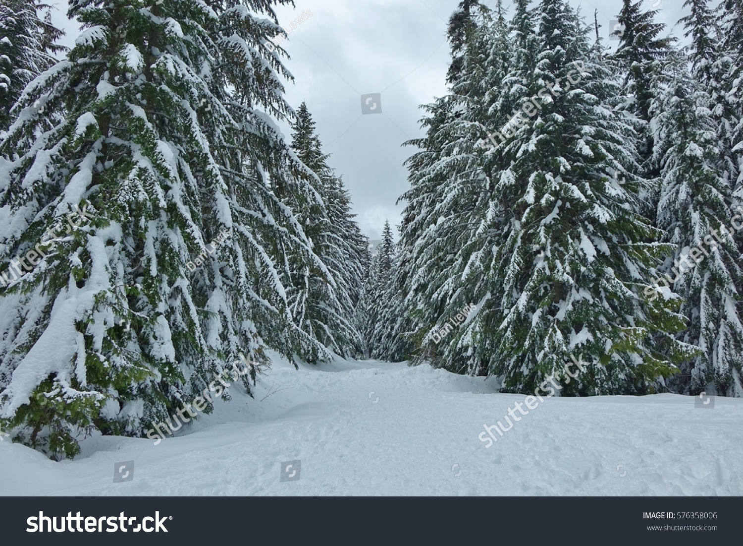 snowy evergreen forest