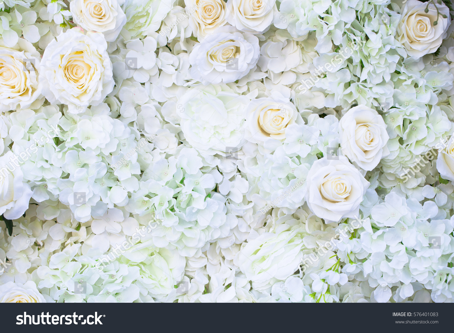 White Rose Flower On Wall Background Stock Photo 576401083 | Shutterstock