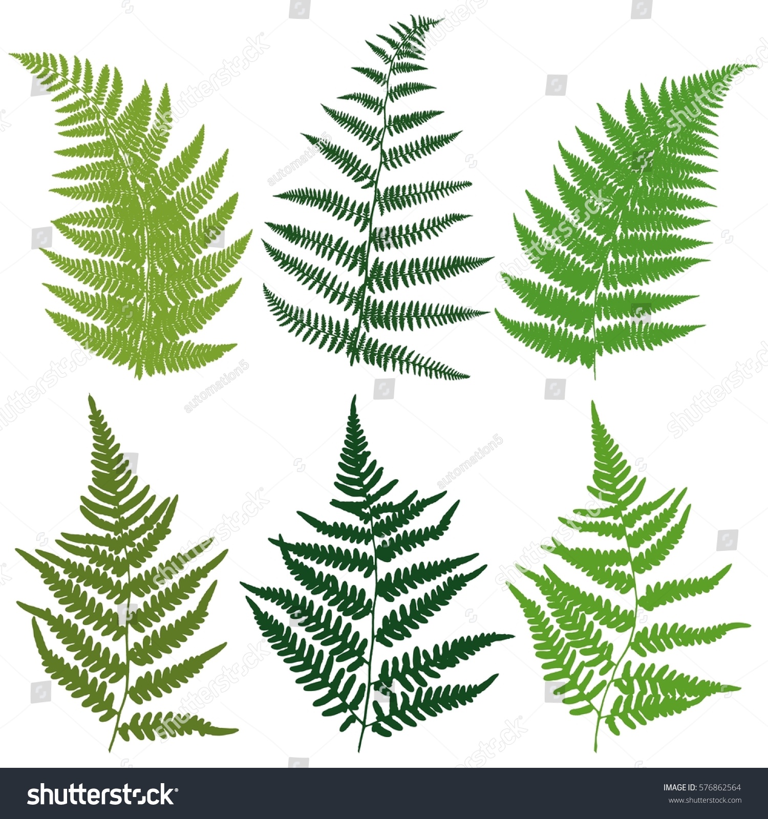 Set Silhouettes Fern Leavesvector Stock Vector (Royalty Free) 576862564 ...