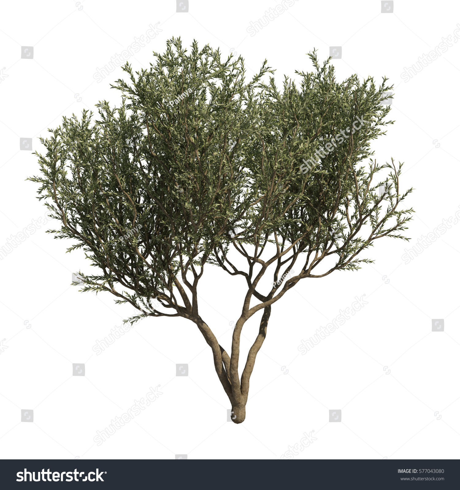 3d Rendering Fruitless Olive Tree Stock Illustration 577043080 