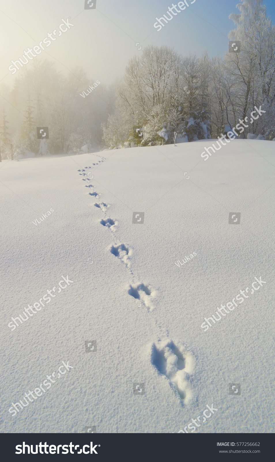 Roe Deer Traces On Deep Snow Stock Photo 577256662 | Shutterstock