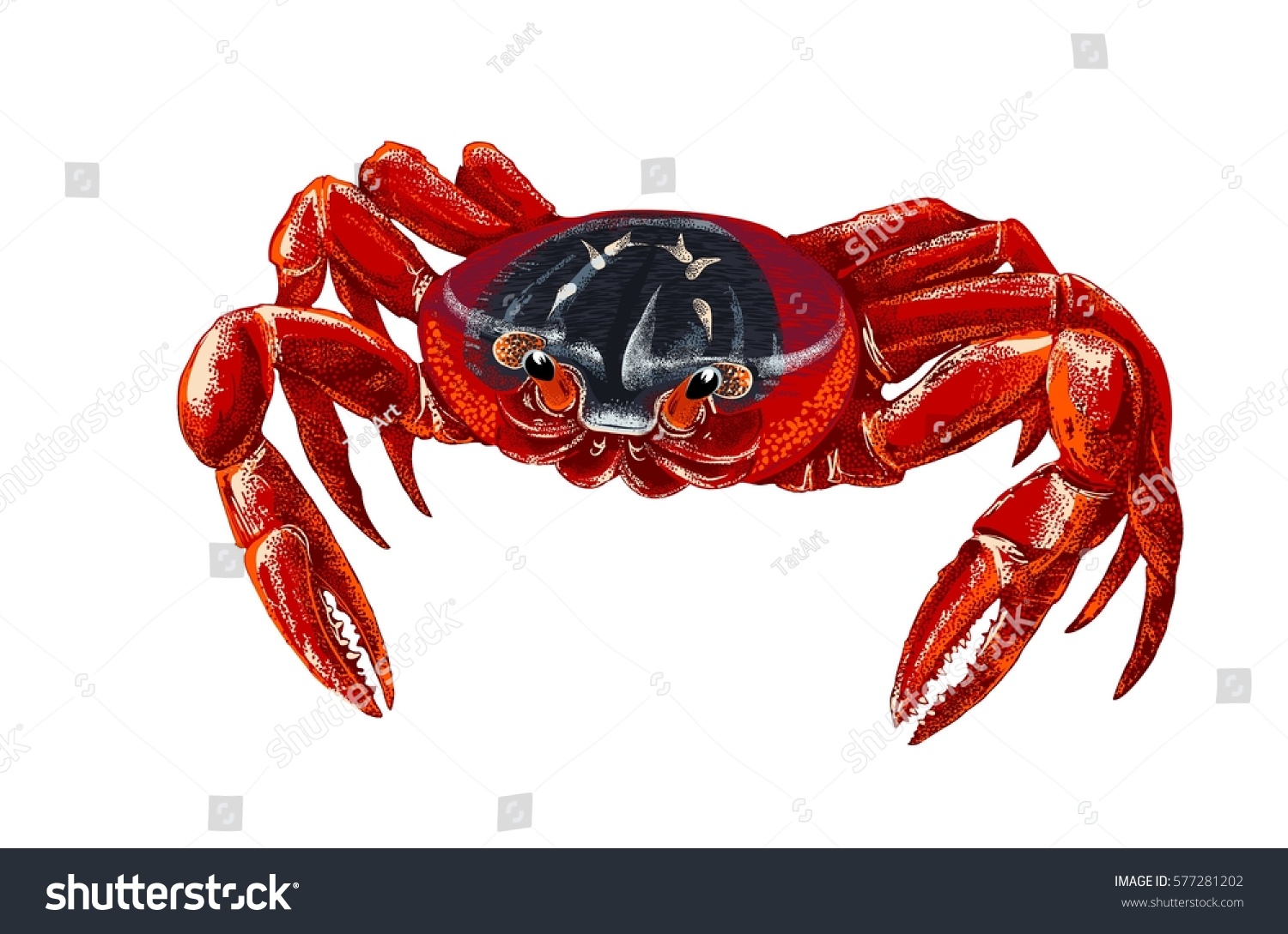 Vector Illustration Red Crab Gecarcoidea Natalis Stock Vector (royalty 