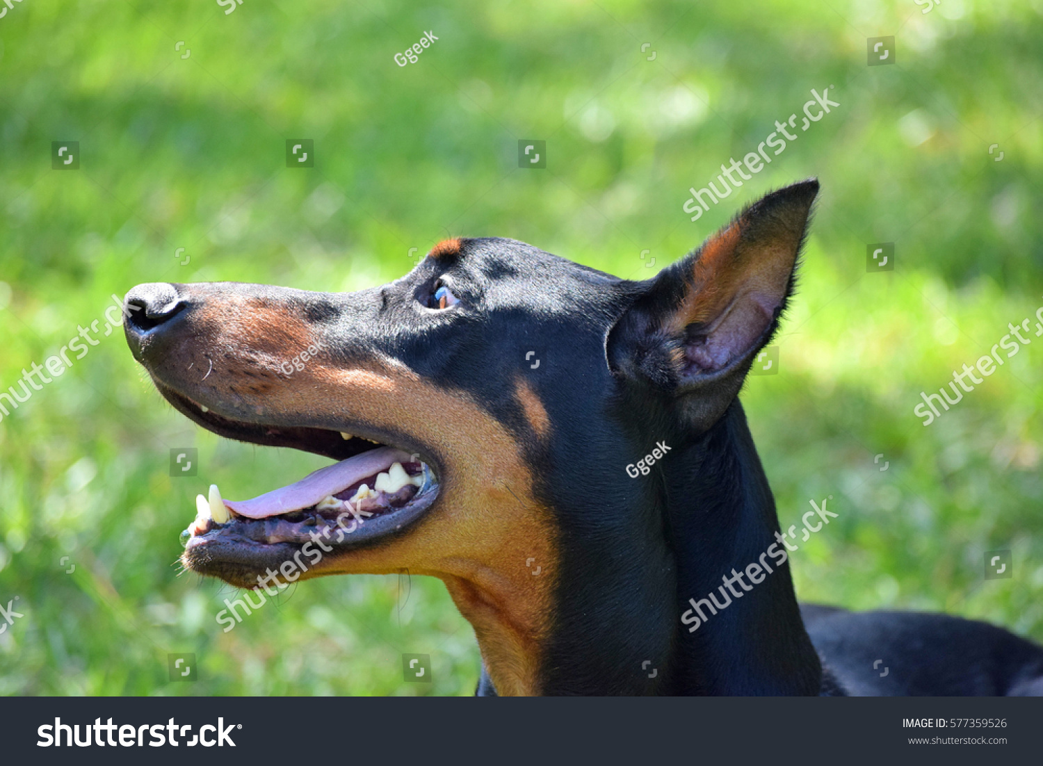 Goofy Doberman Stock Photo 577359526 | Shutterstock