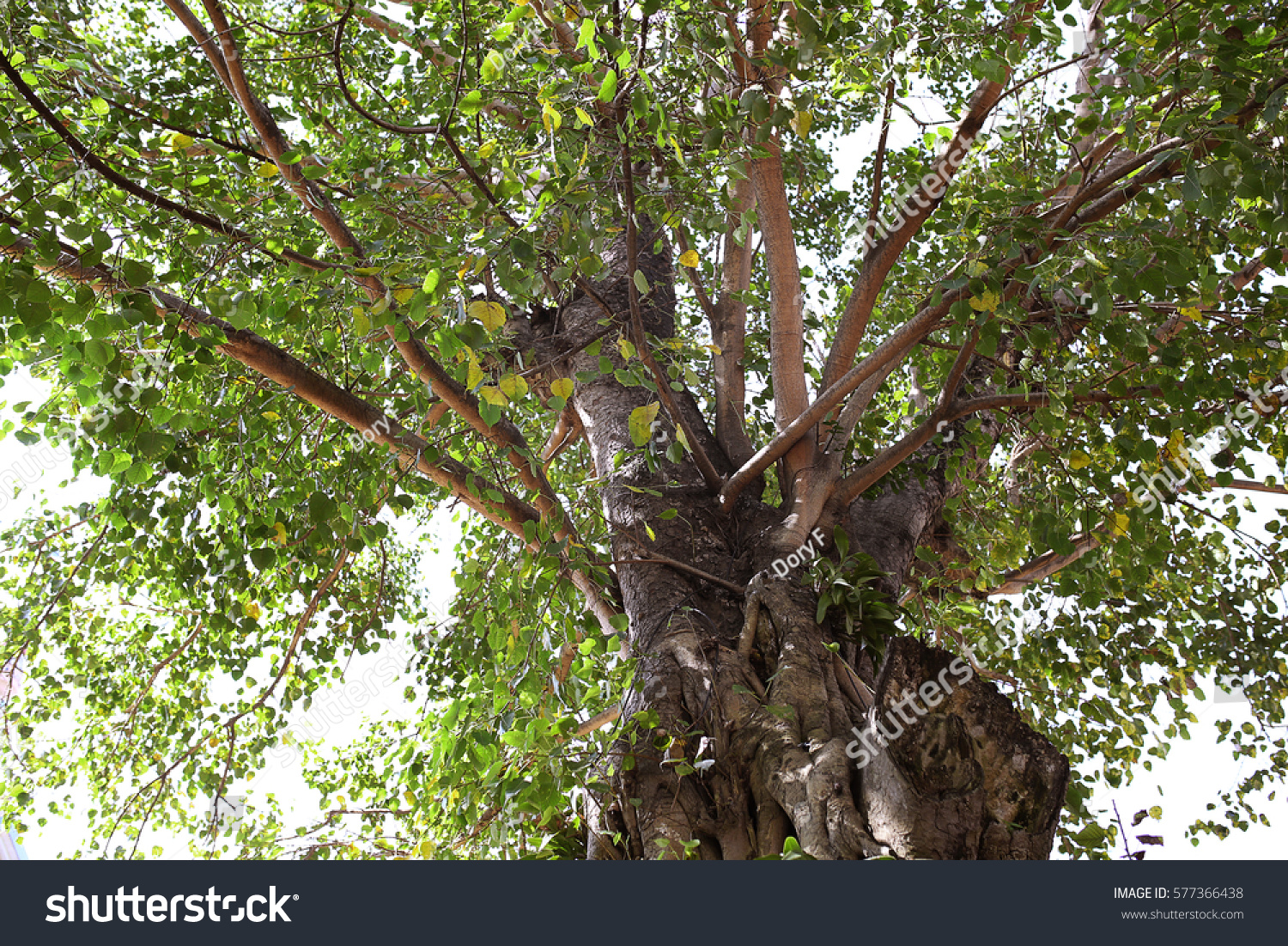 Ficus Religiosa Sacred Fig Species Fig Stock Photo 577366438 | Shutterstock