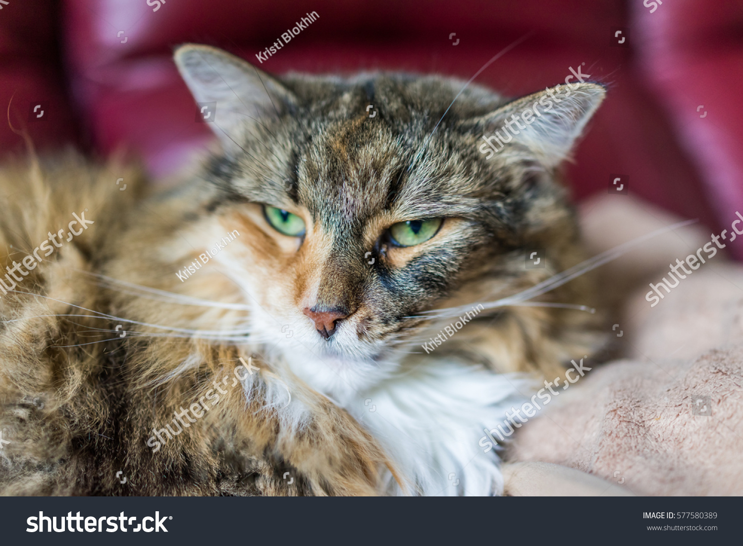 Angry Calico Tabby Maine Coon Cat Stock Photo 577580389 | Shutterstock