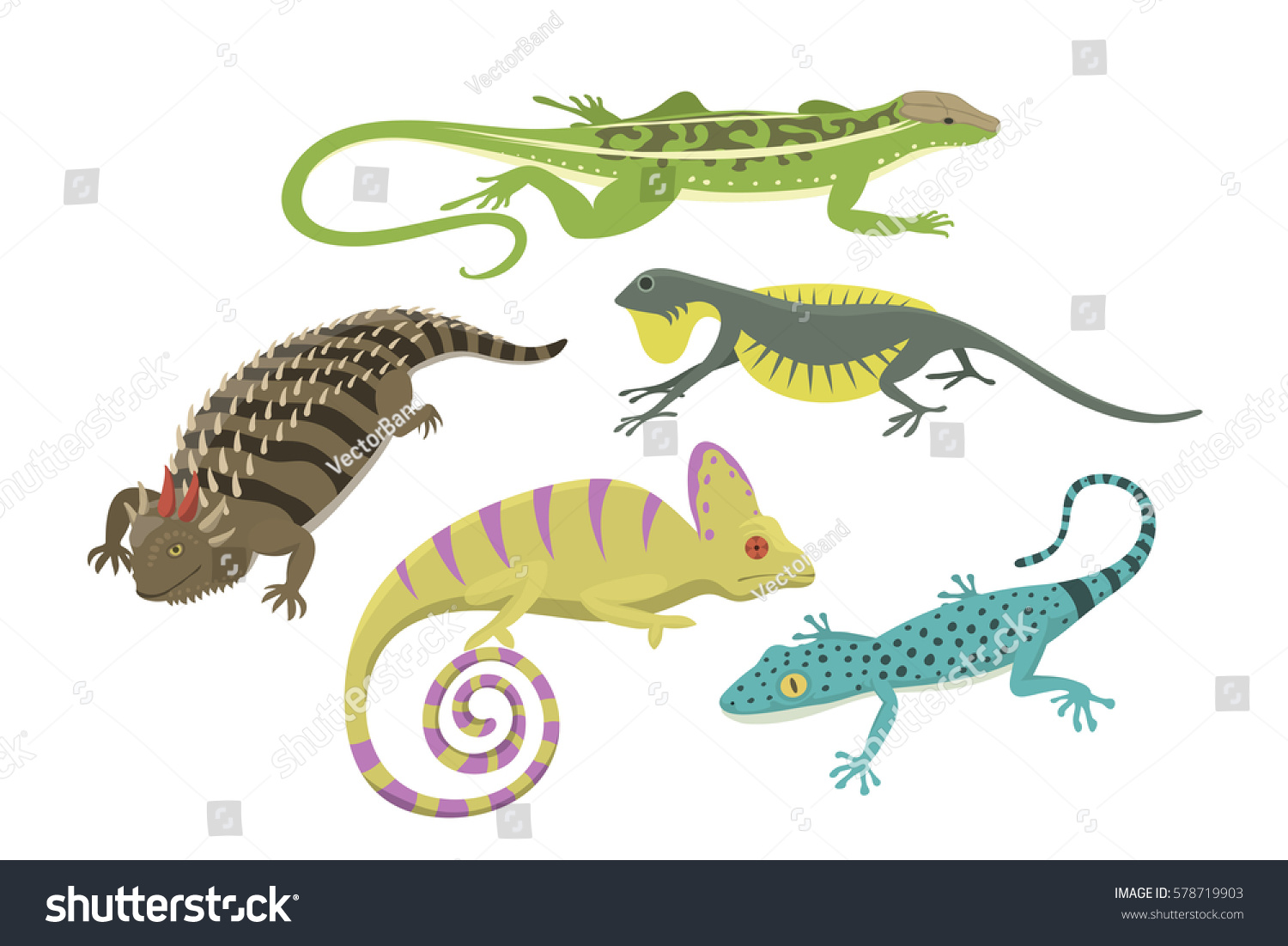 Different Kind Lizard Reptile Isolated Vector Stock Vector (Royalty ...