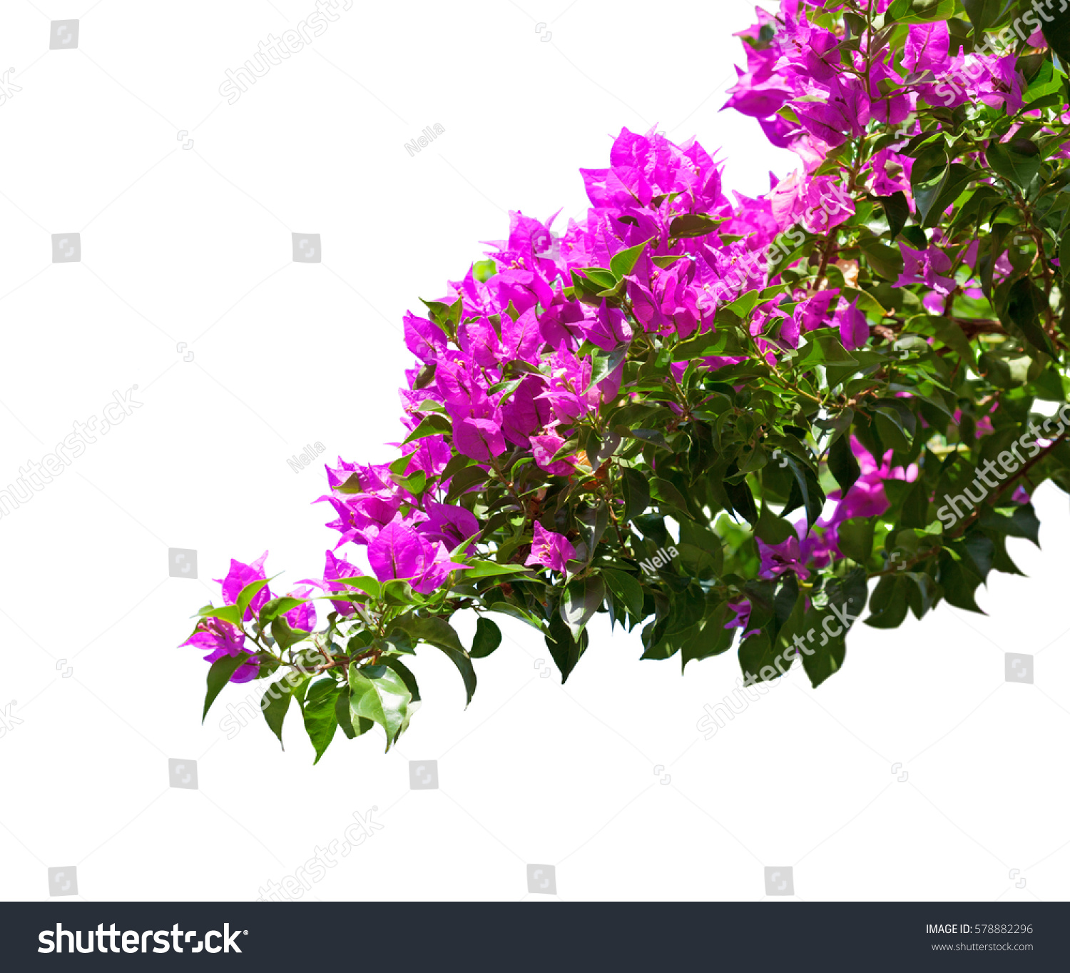 Blooming Bougainvillea Isolated On White Background Stock Photo 