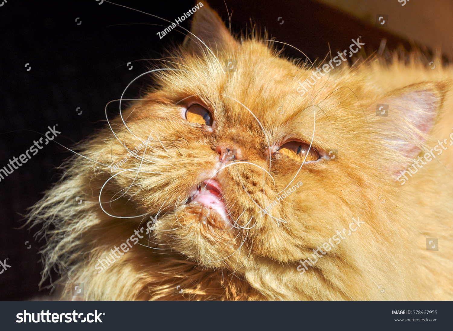 Funny Face Red Persian Cat Stock Photo 578967955 | Shutterstock