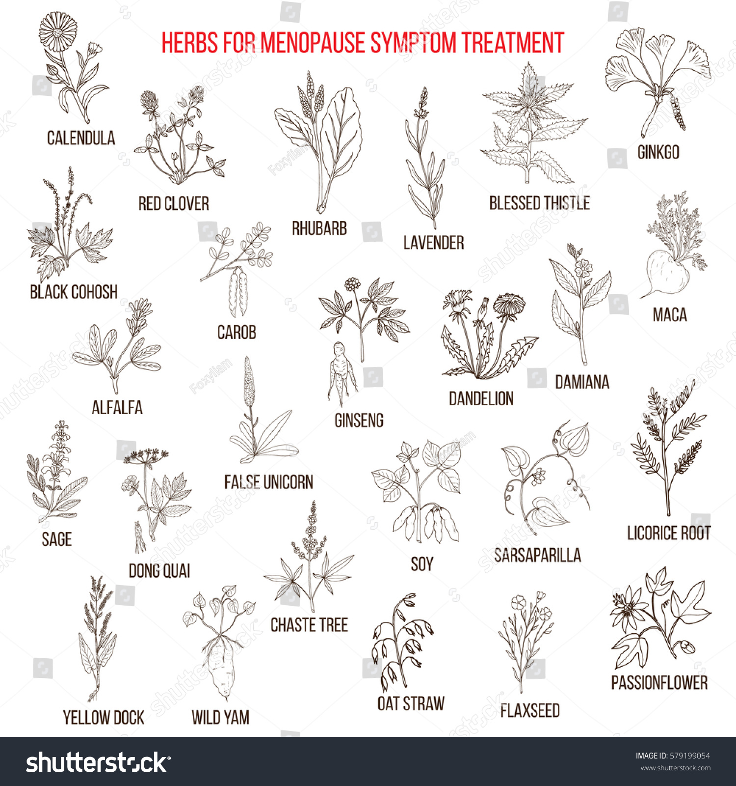 Best Herbs Menopause Symptom Treatment Hand Stock Vector (Royalty Free ...