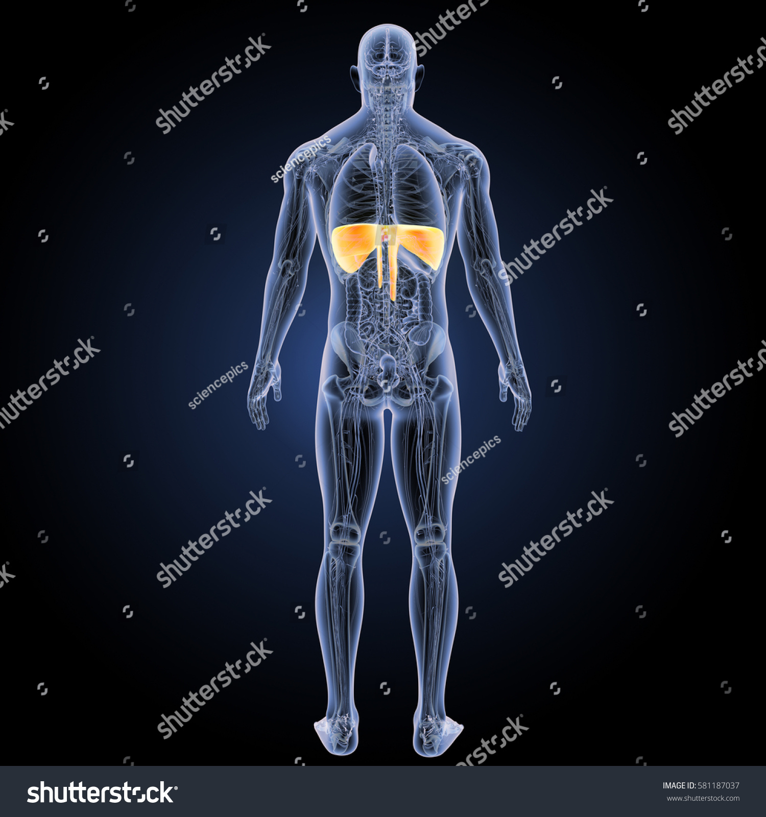 Diaphragm Posterior View 3d Illustration Stock Illustration 581187037 ...