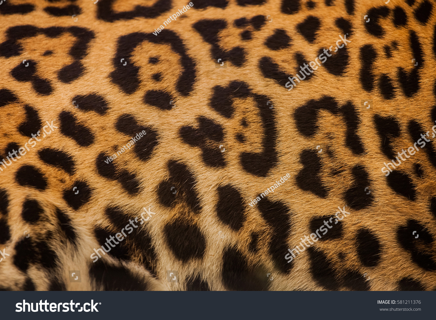 Real Leopard Skin Background Texture Stock Photo 581211376 | Shutterstock