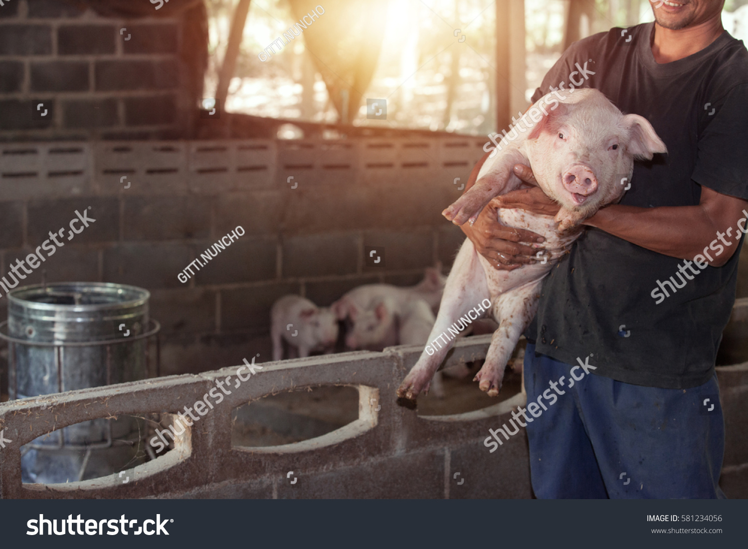 Hog Farm Stockfoto 581234056 Shutterstock.