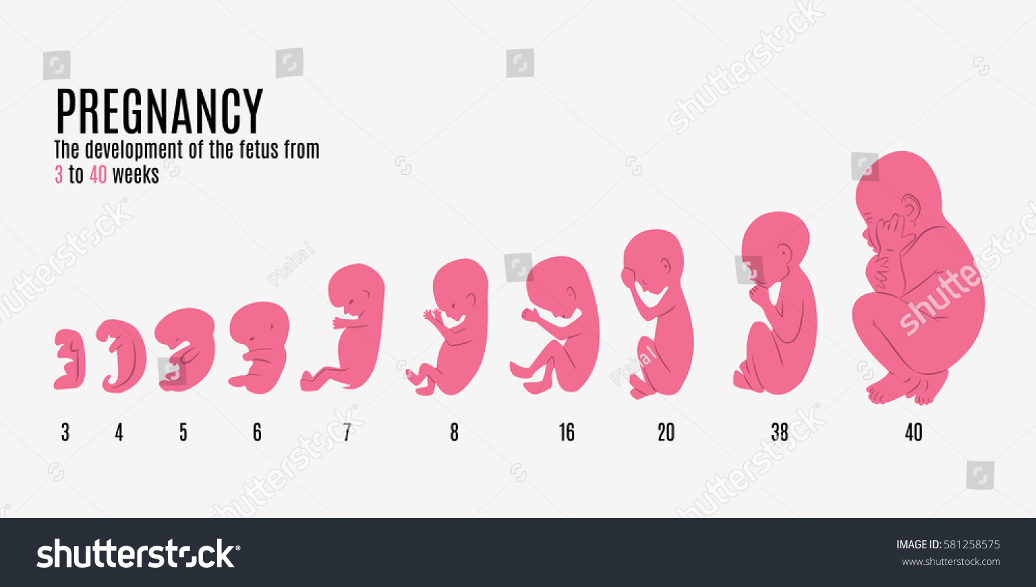 грудь и живот на первом месяце беременности фото 100