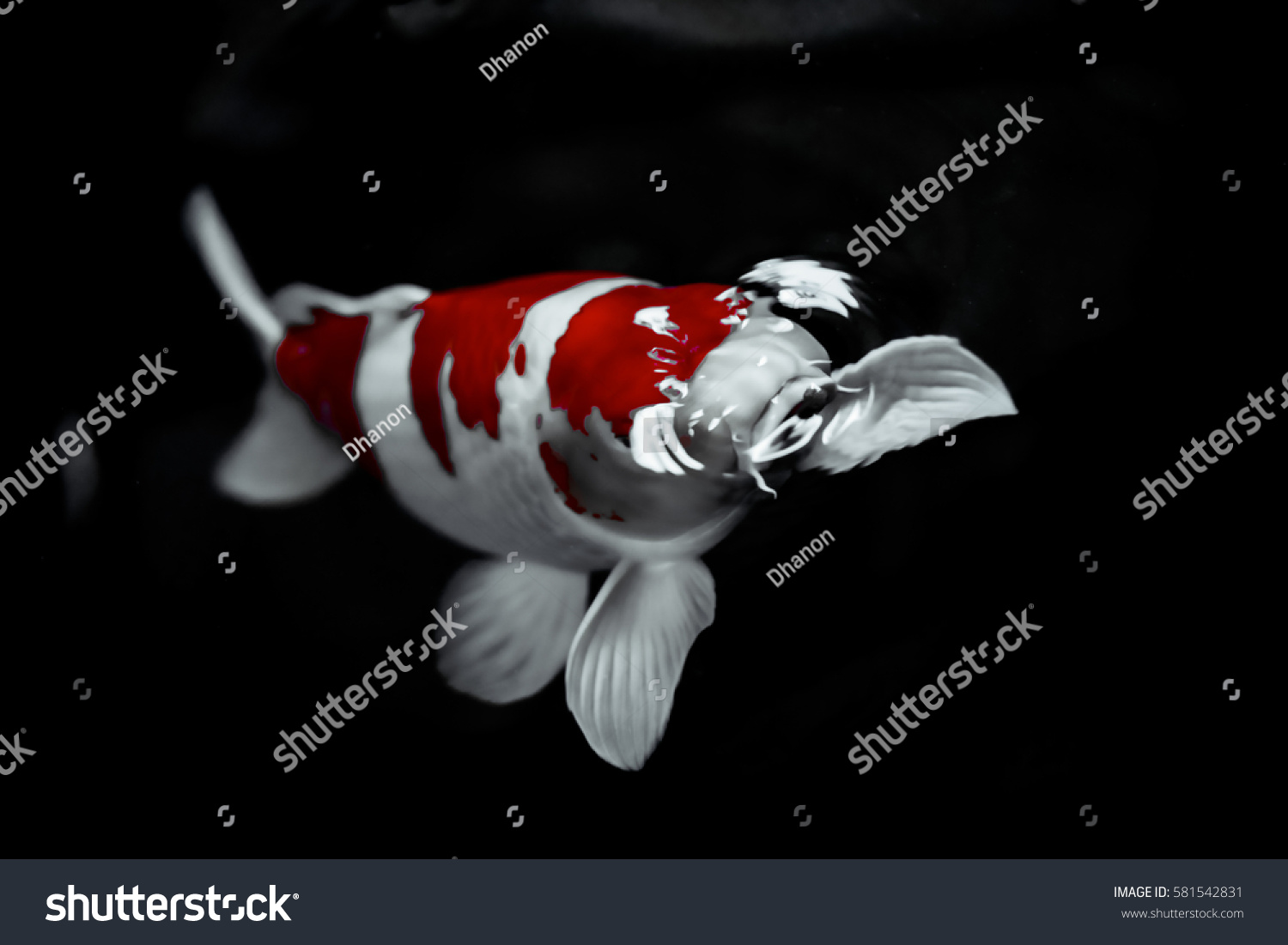 Koi Fish Water Wallpaper Stock Photo 581542831 | Shutterstock