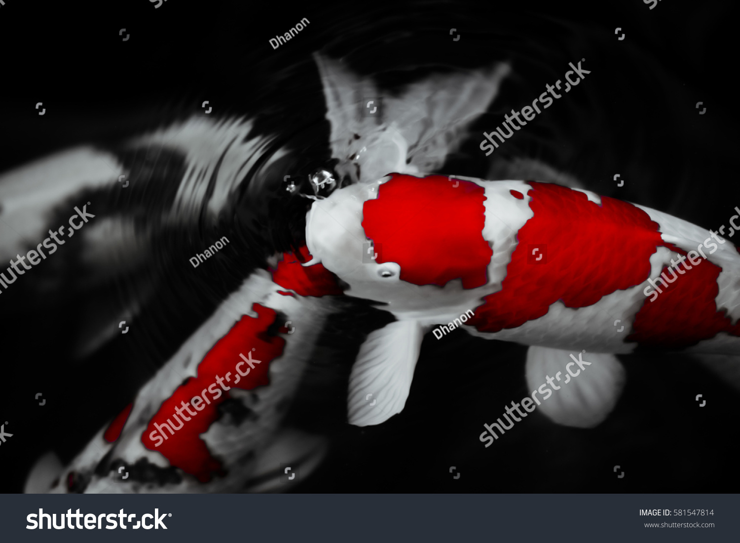 Koi Fish Water Wallpaper Stock Photo 581547814 | Shutterstock