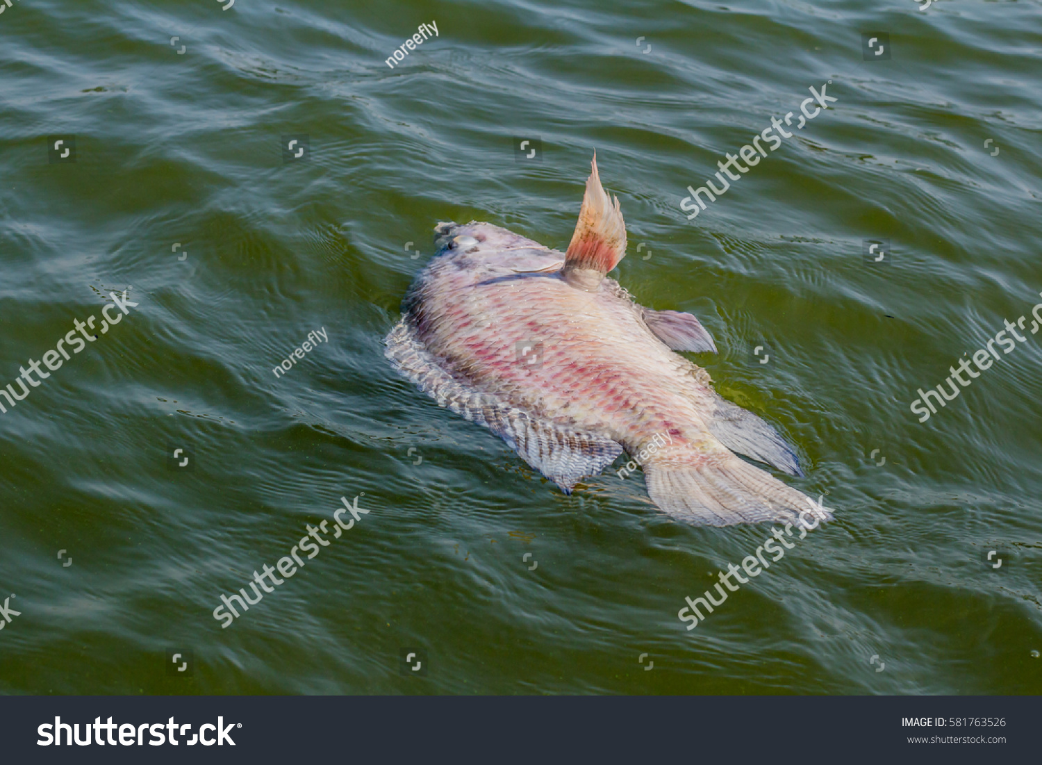 dead fish in water