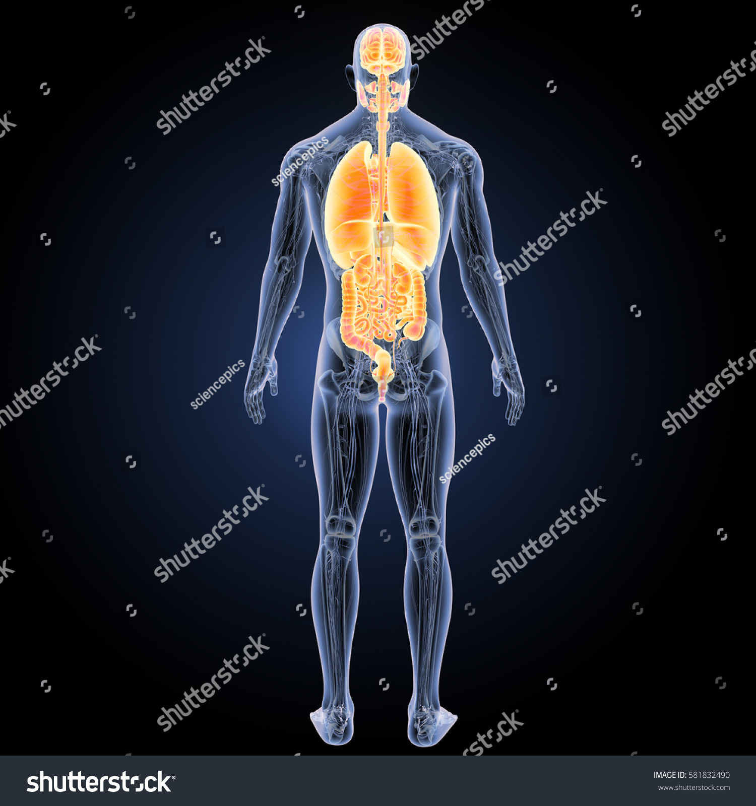 Human Organs Posterior View 3d Illustration Stock Illustration ...