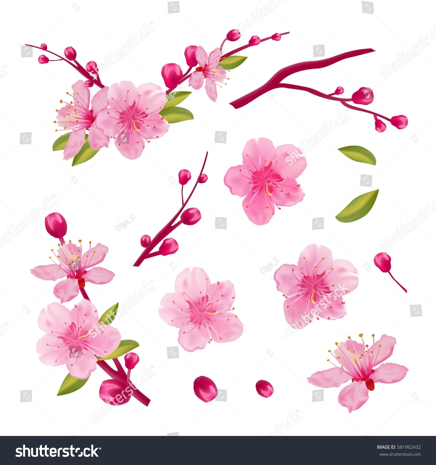 Set Cherry Blossom Leaves Branch Spring Stock Vector (Royalty Free ...