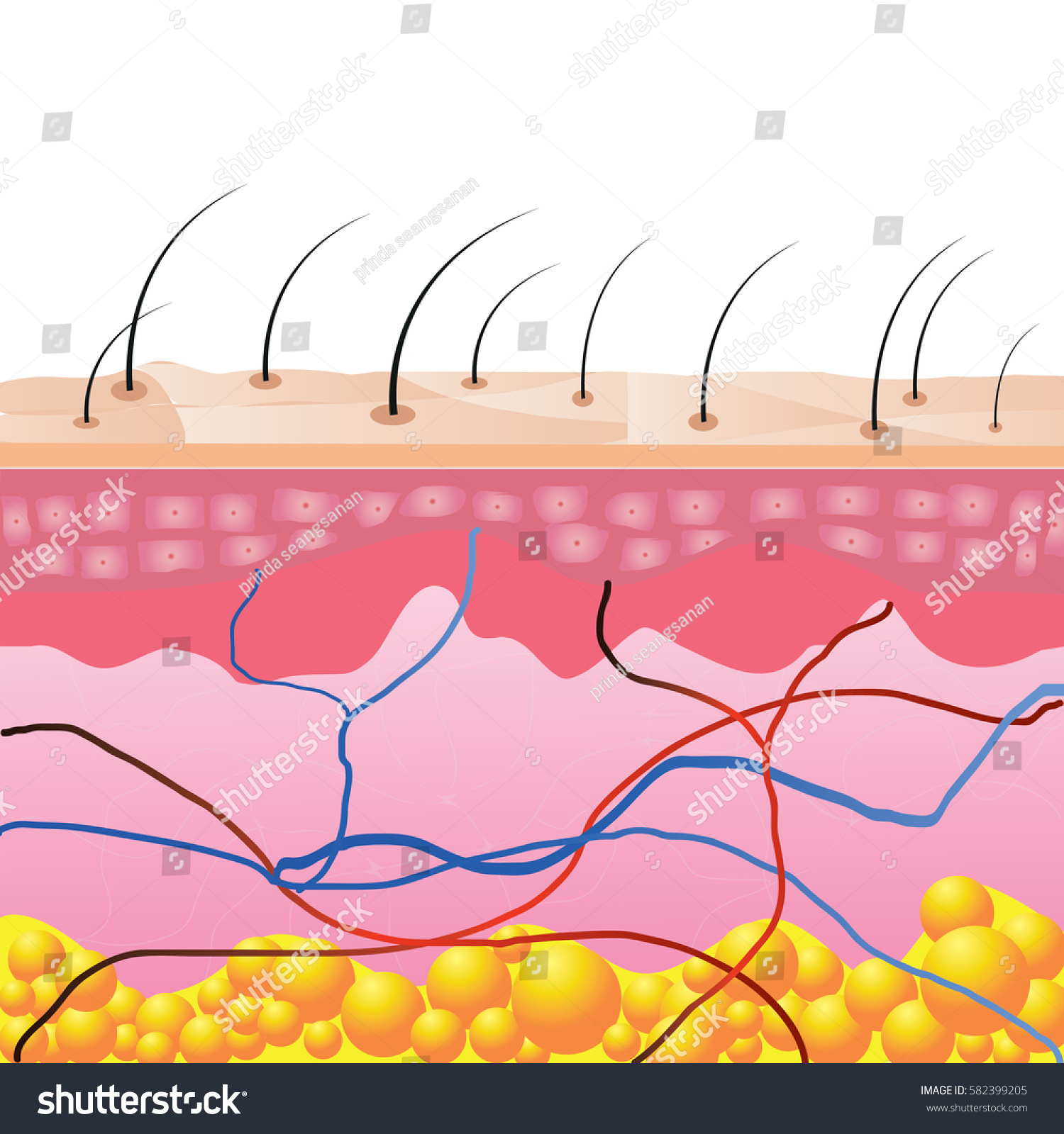 Structure Skin Cells Under Skin Show Stock Vector (Royalty Free ...